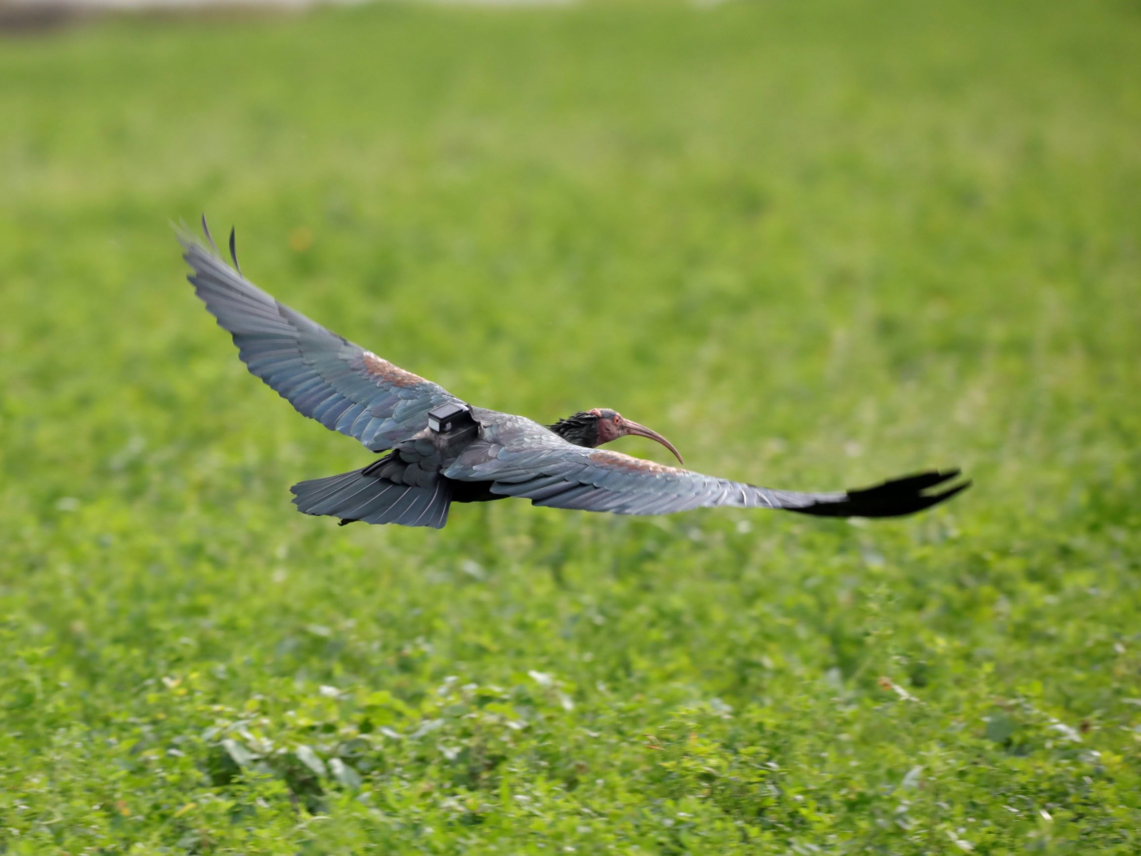 Ibis Eremita in volo
