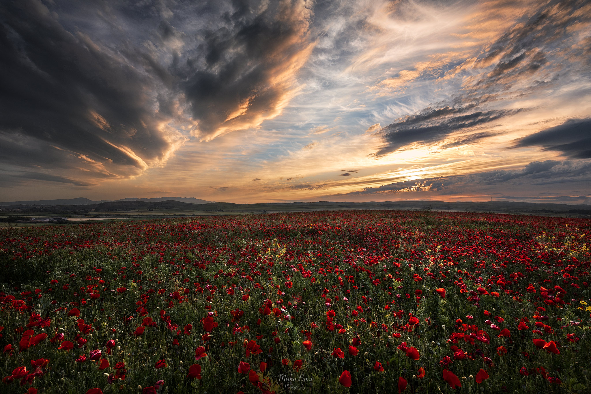 Papaveri in marmilla