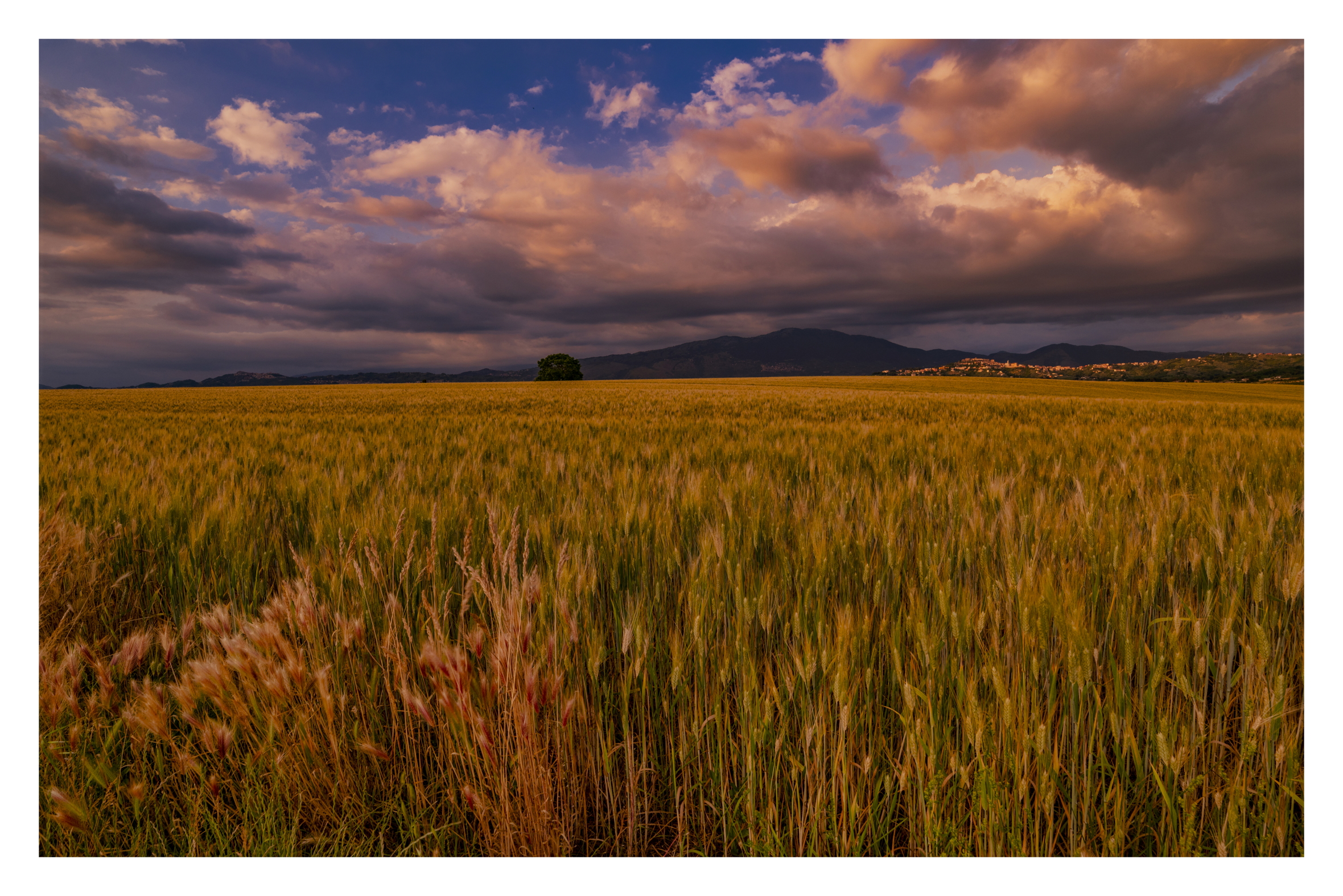 Wheat field