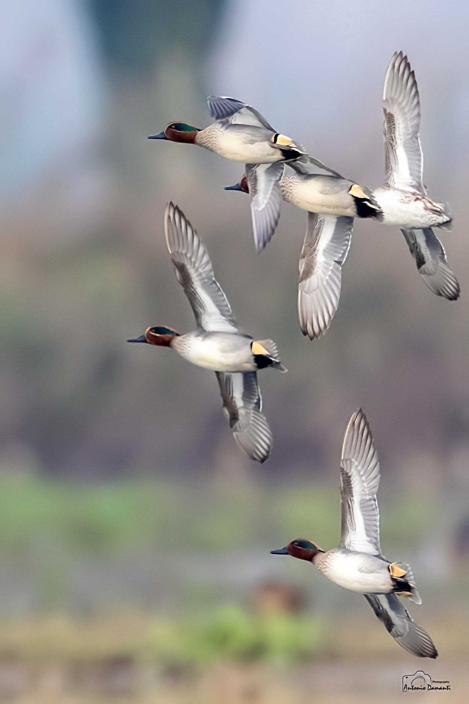 Lo stormo di alzavole