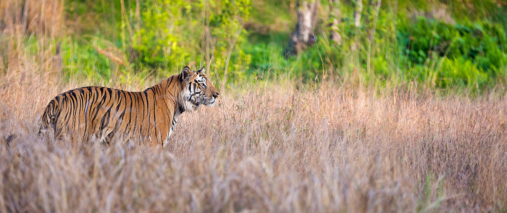 Tigre al Bandhavgarh