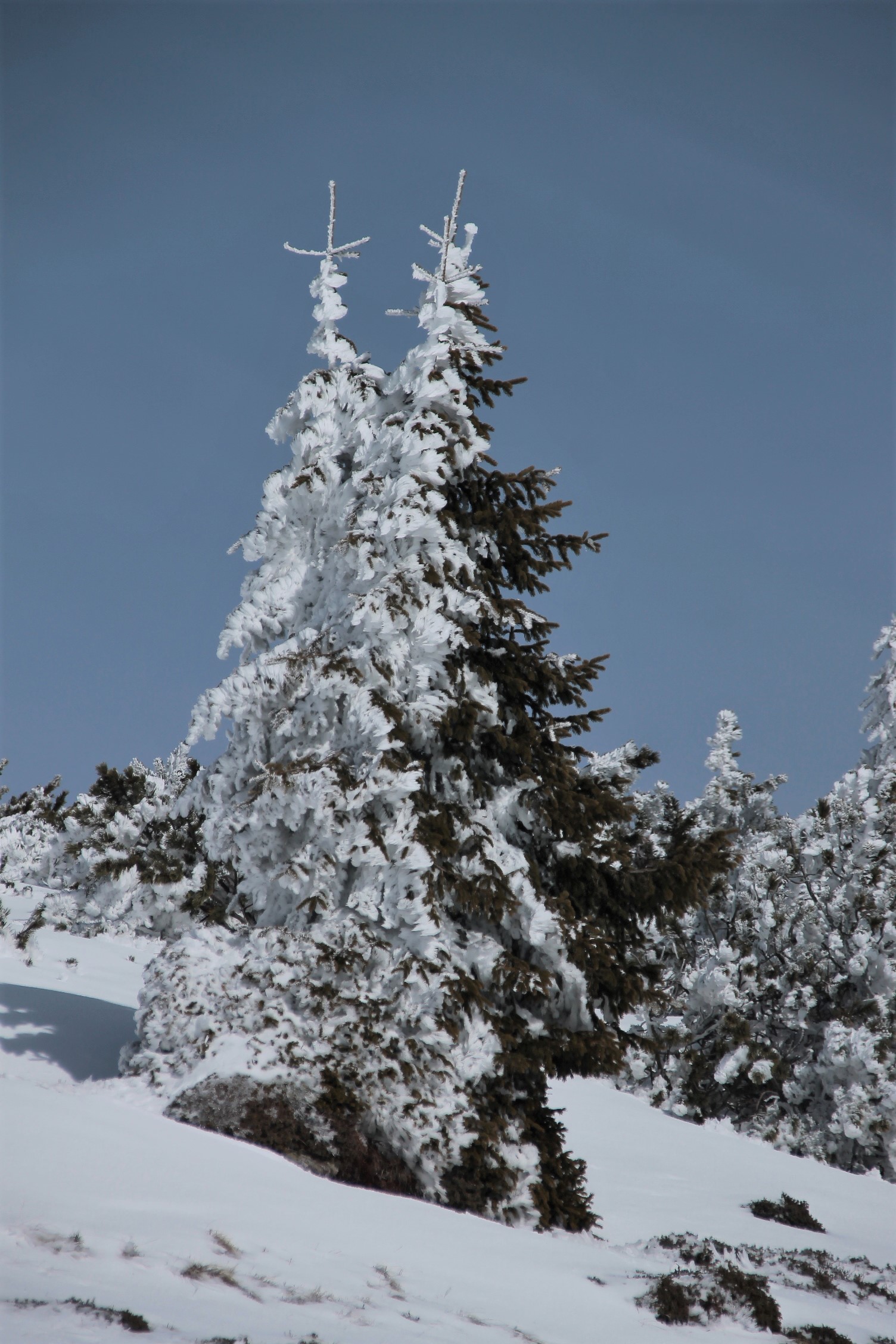 Qualcuno si è gelato