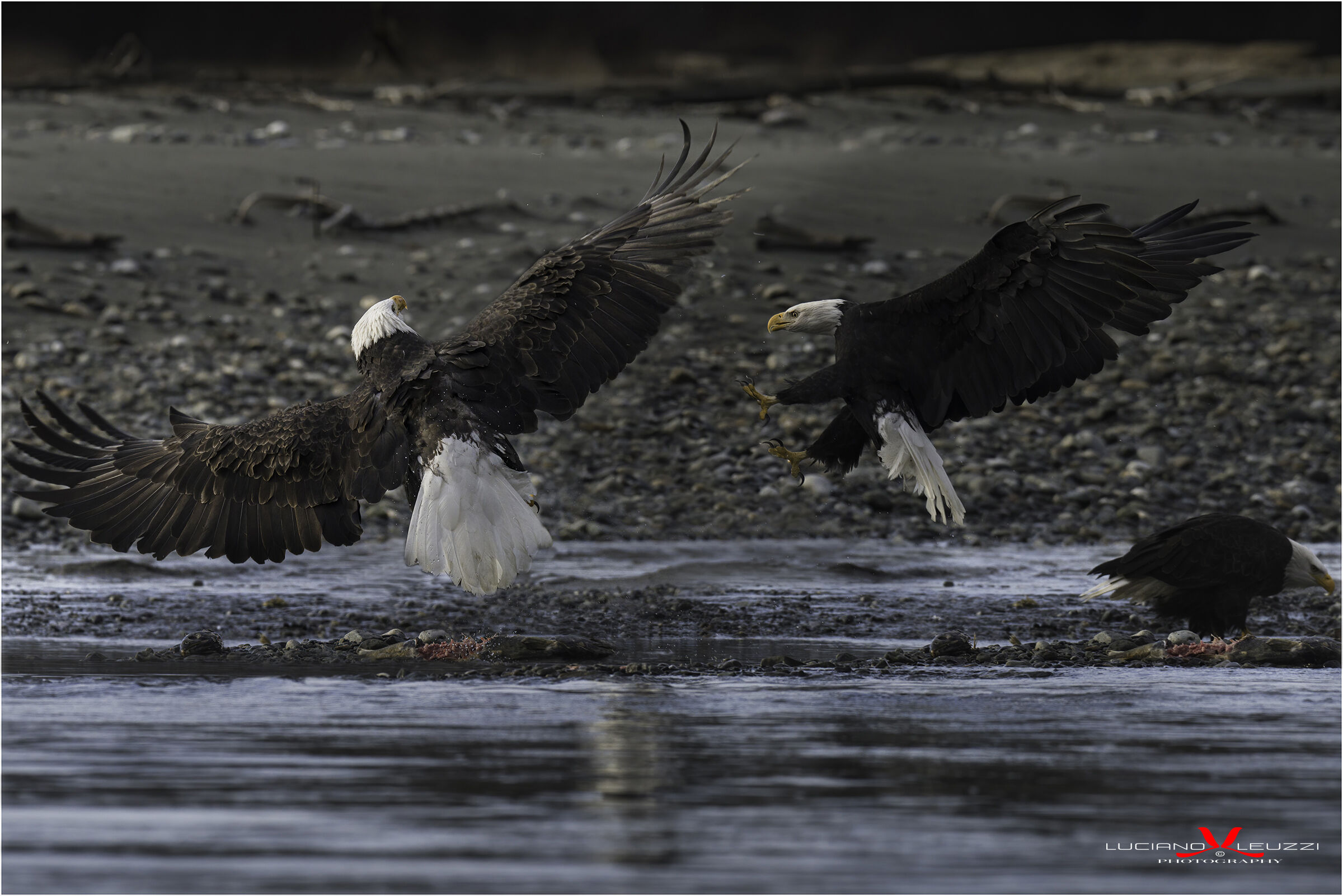 Le Americane in lotta