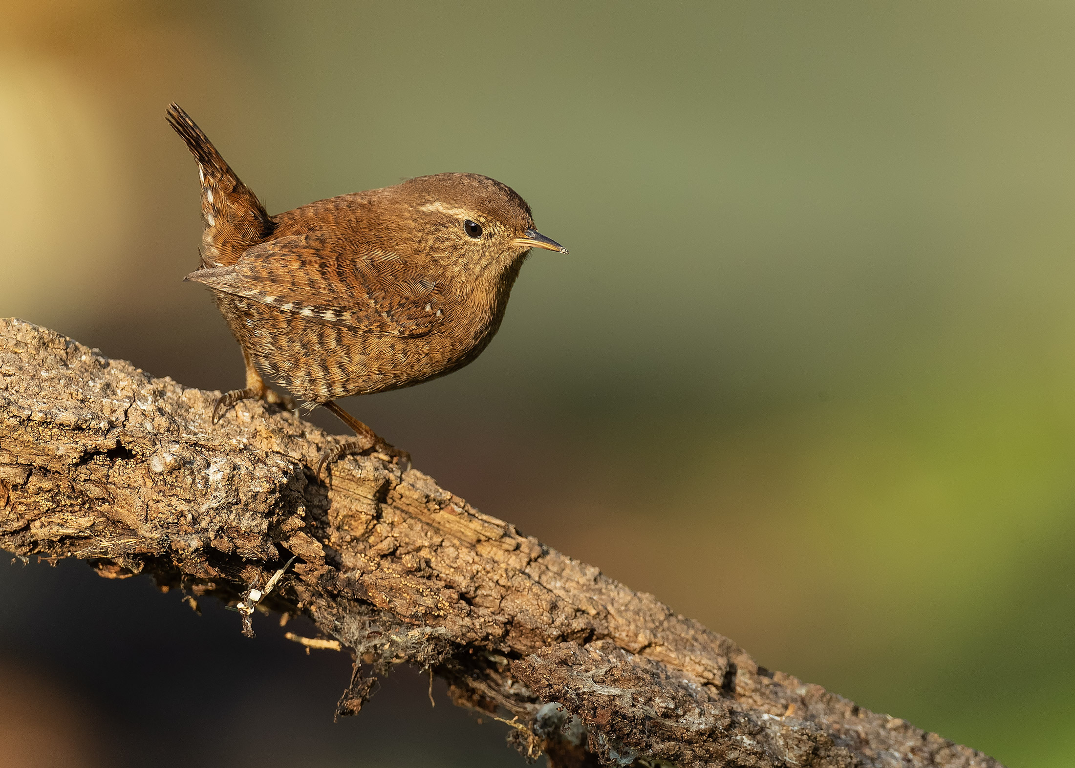 Wren