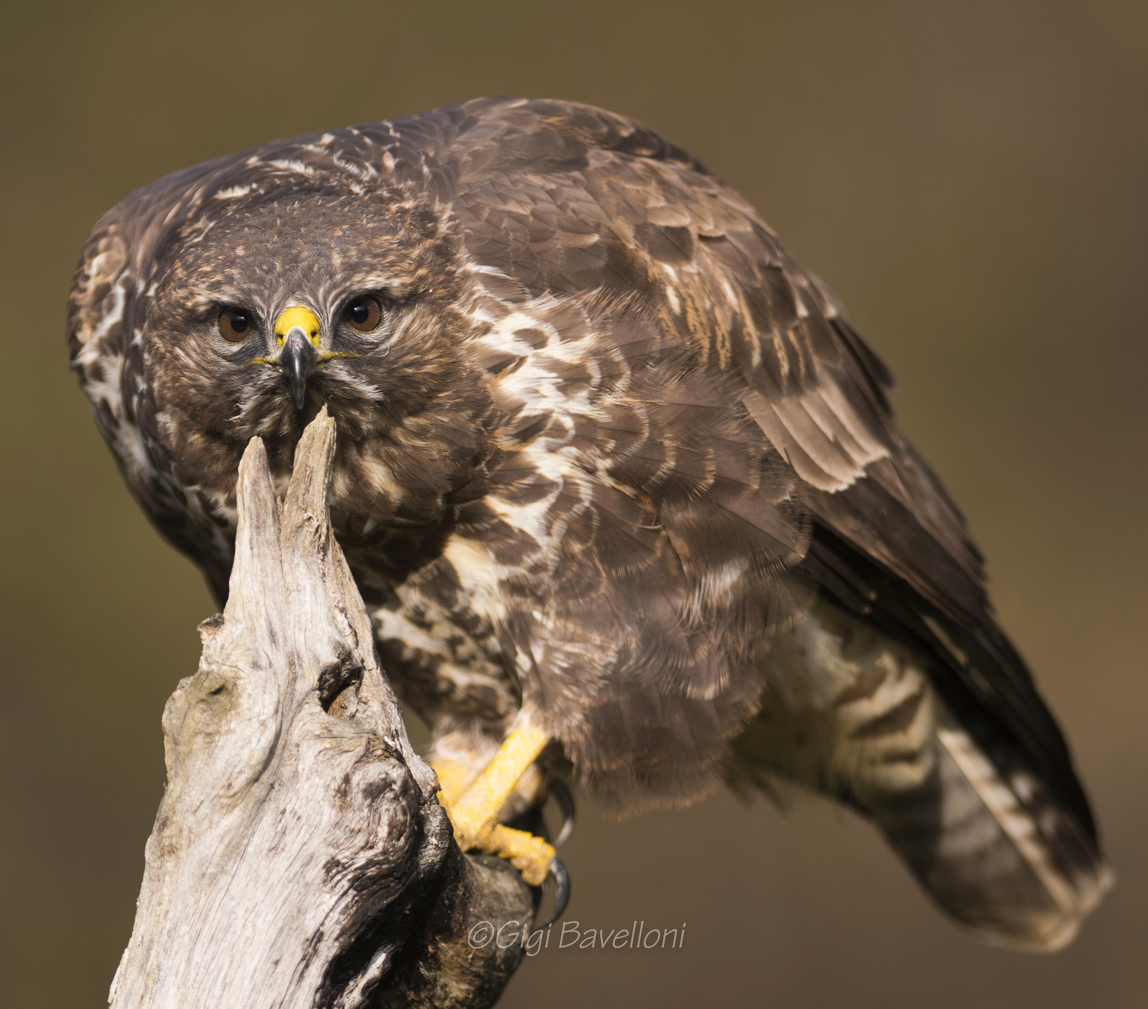 a me gli occhi-poiana buteo buteo