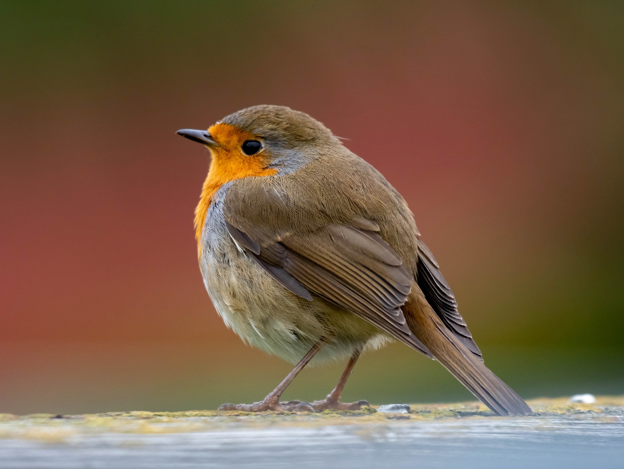 Robin