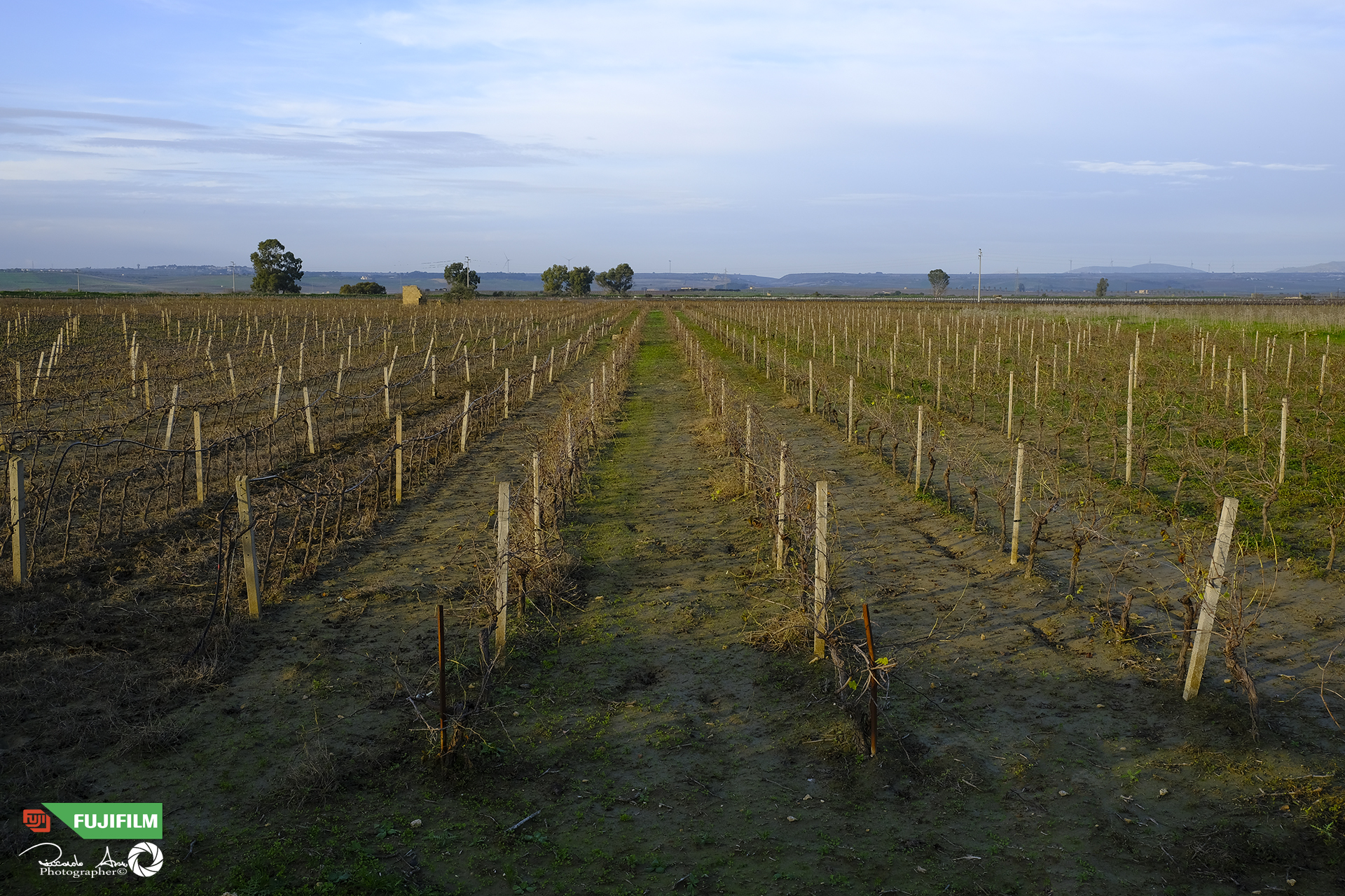 Vineyards in December