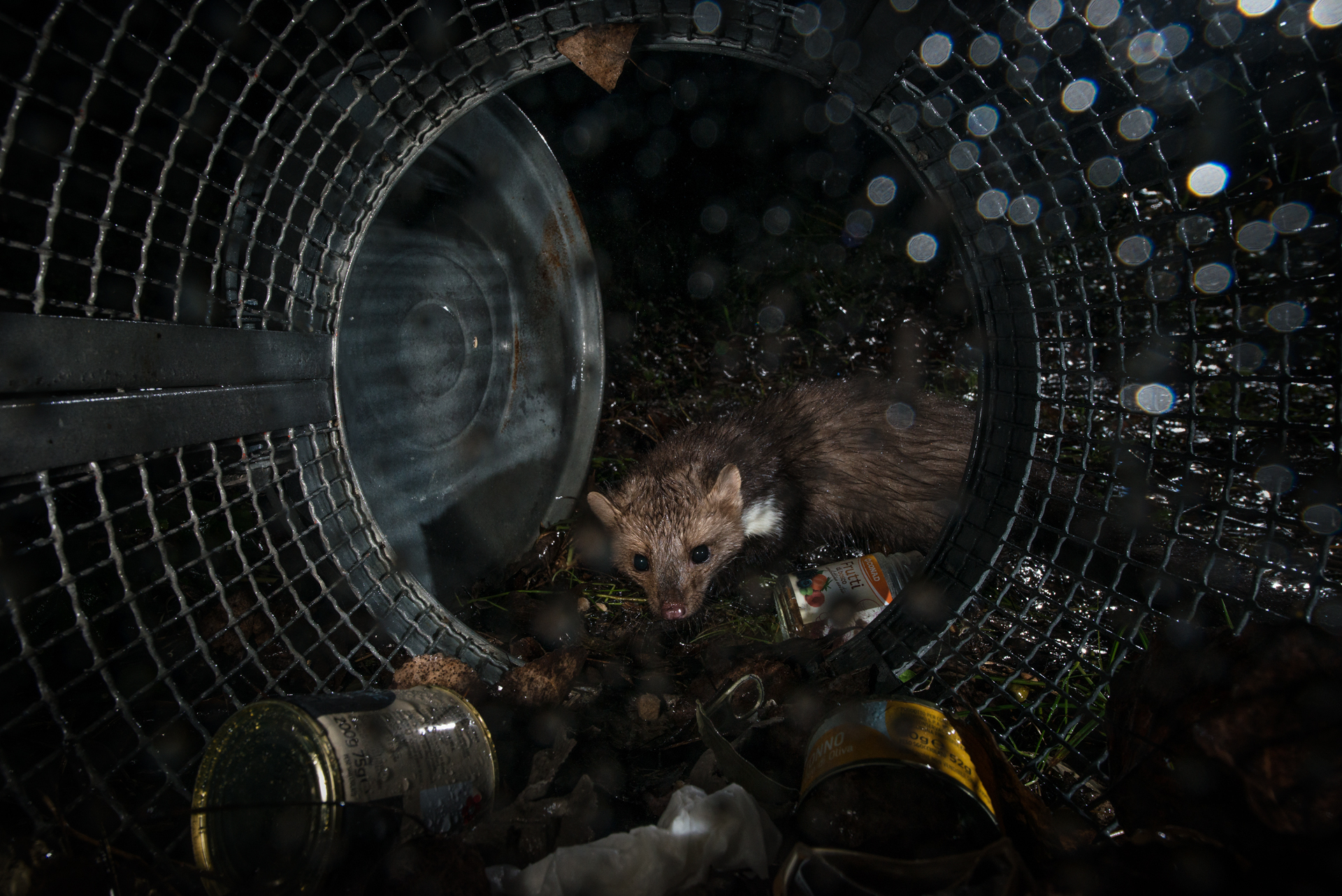 The Opportunistic Faina