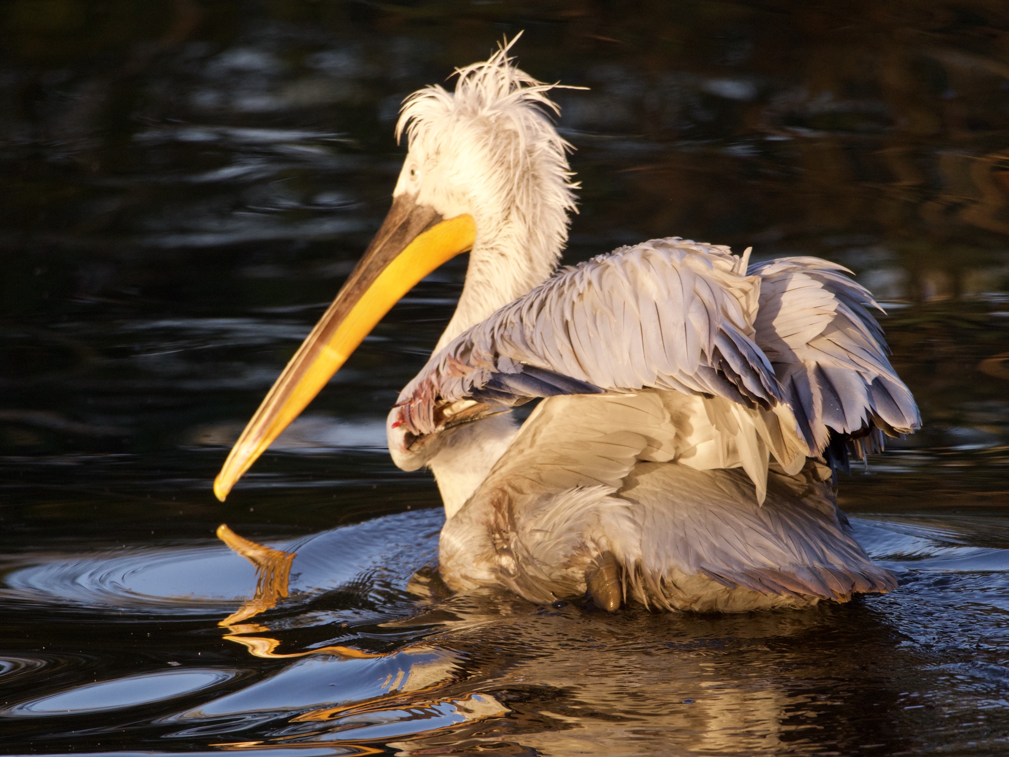 Pelican 2