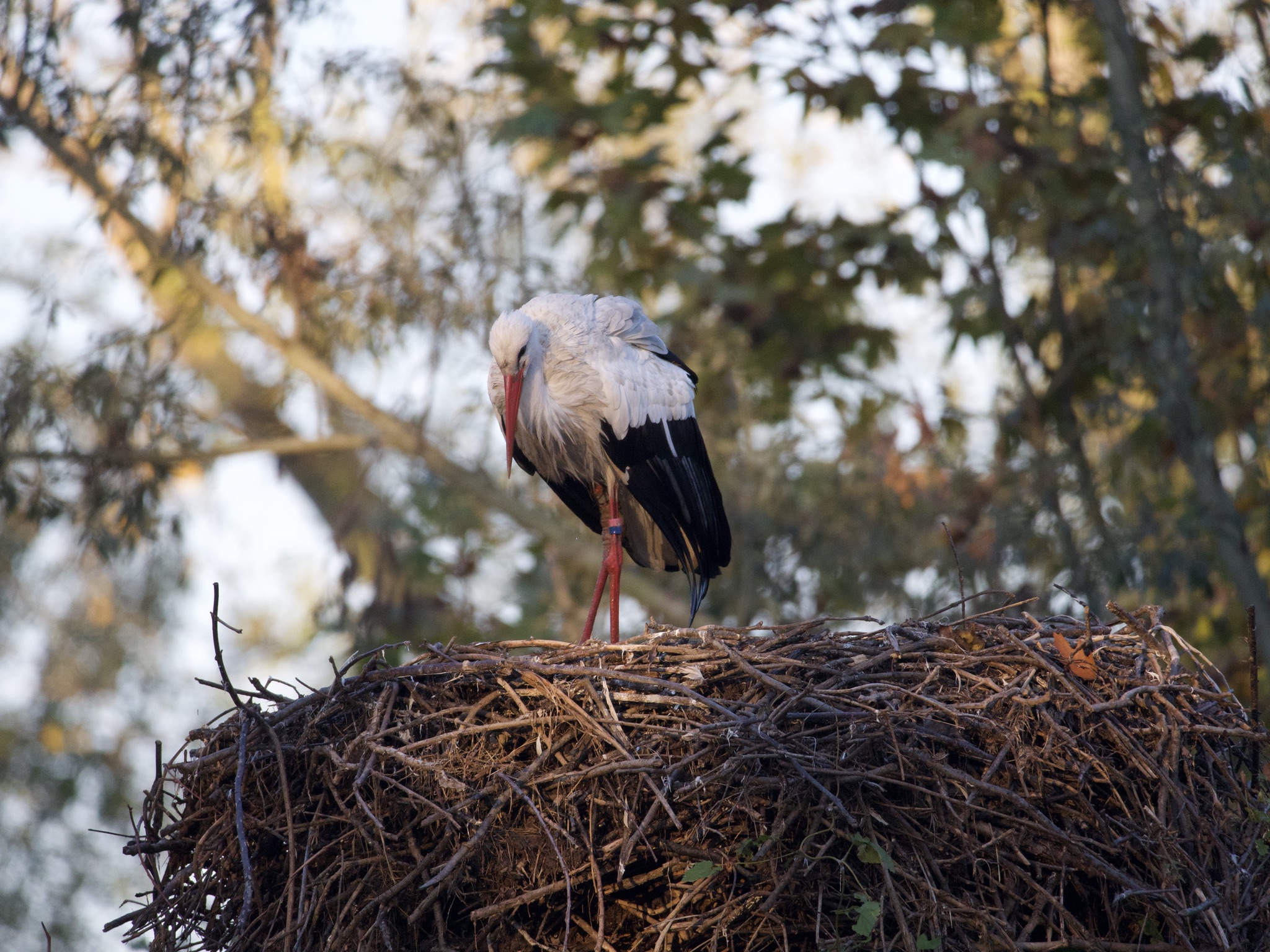 Stork hatches...