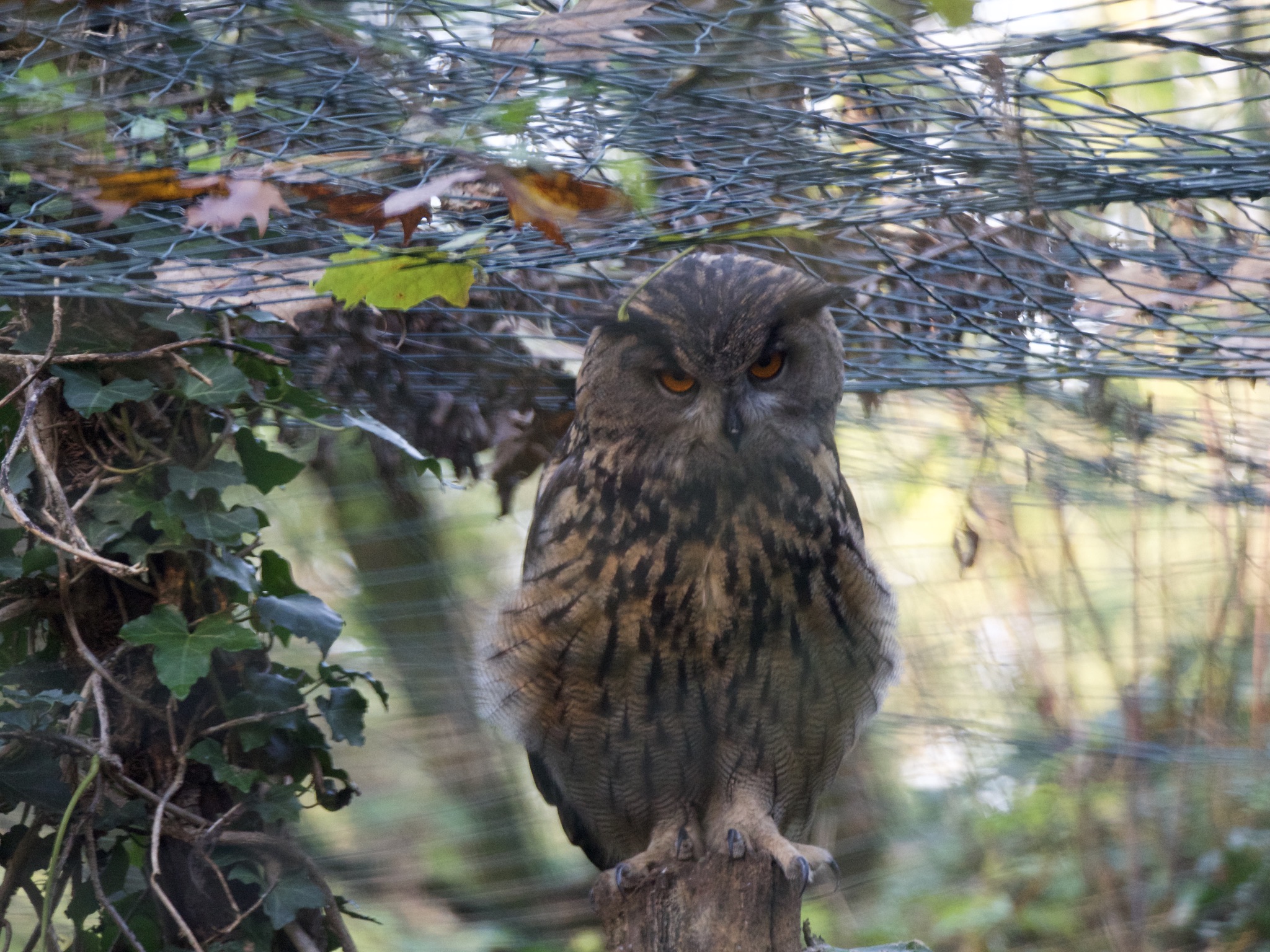 Owl