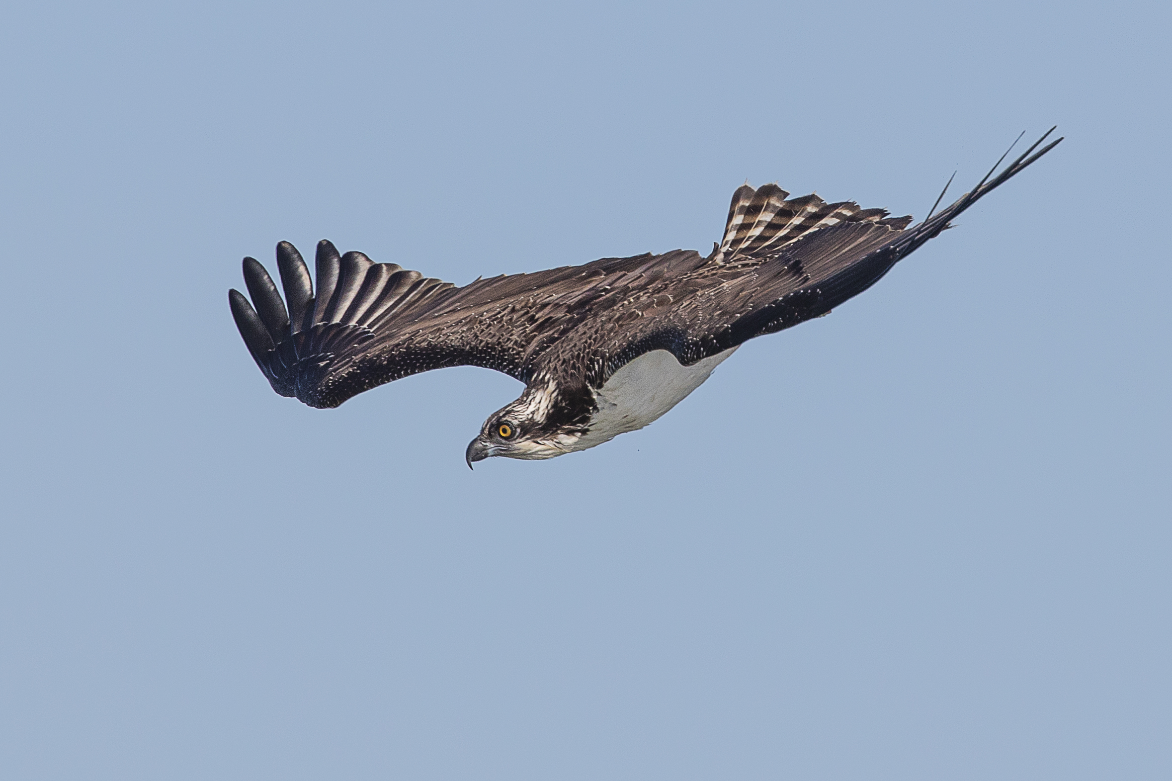 Osprey