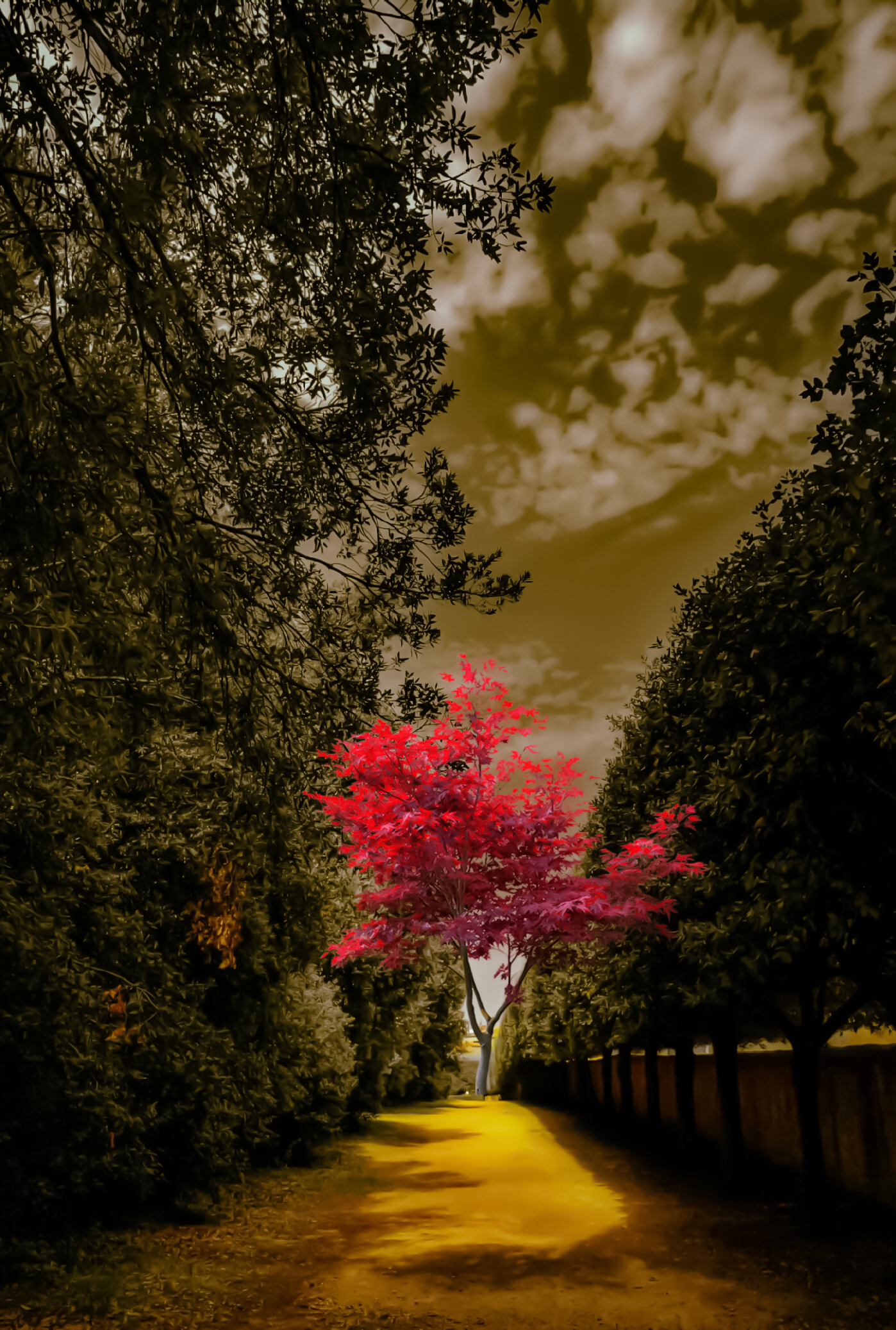 The tree-lined boulevard