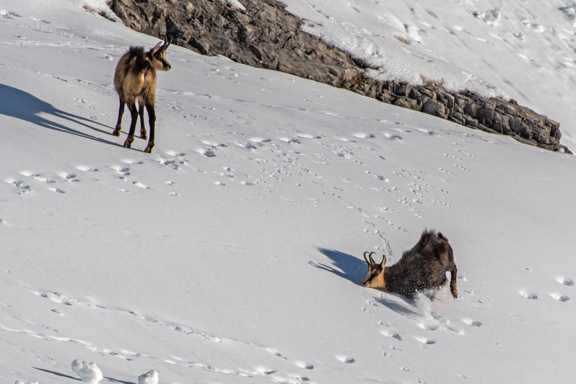 Attenzione alla neve fresca
