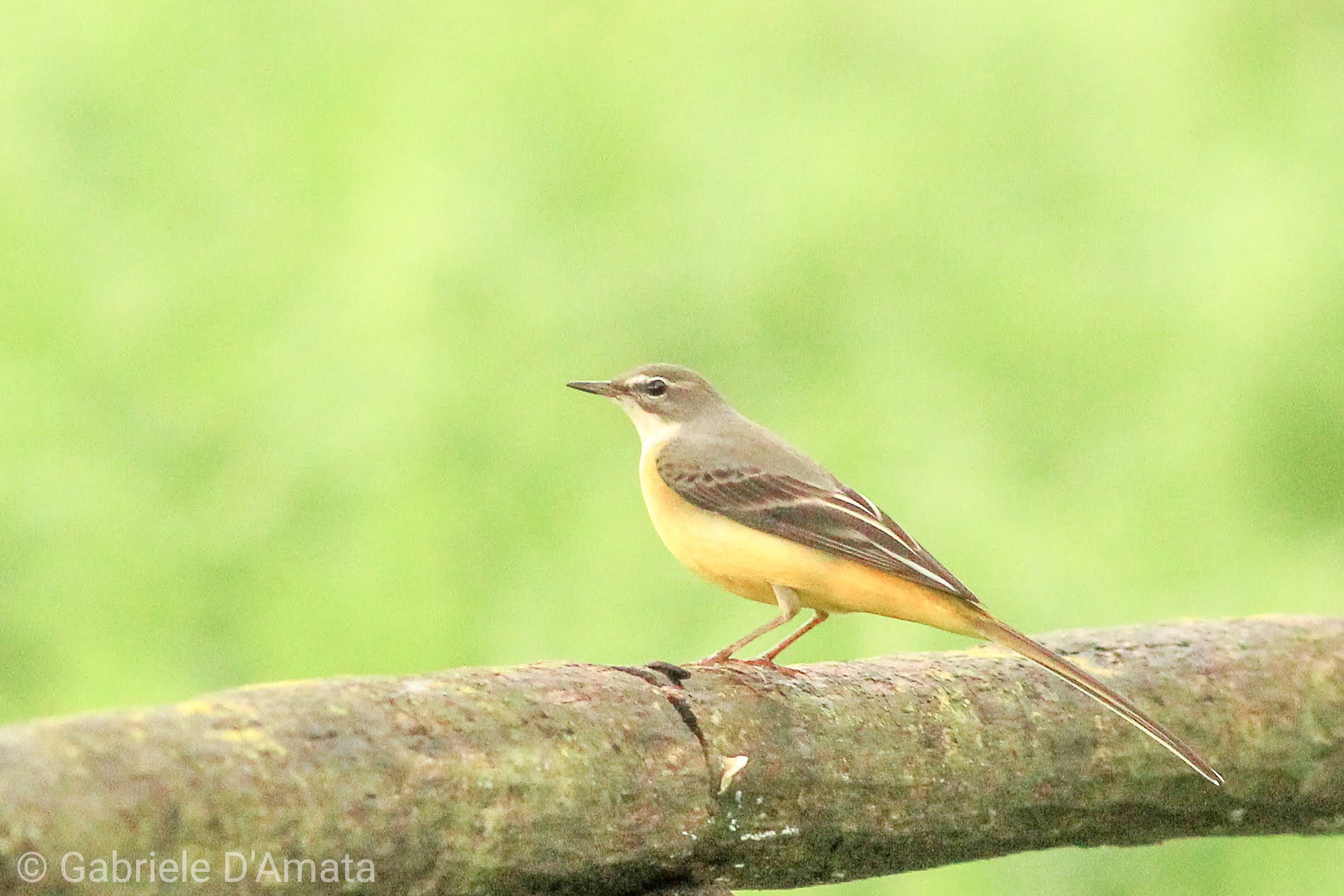 Yellow Ballerina - Motacilla cinerea