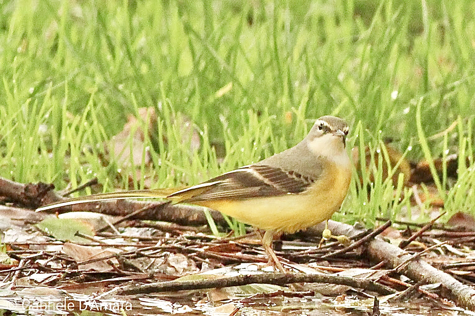 Yellow ballerina - cinerea motacilla