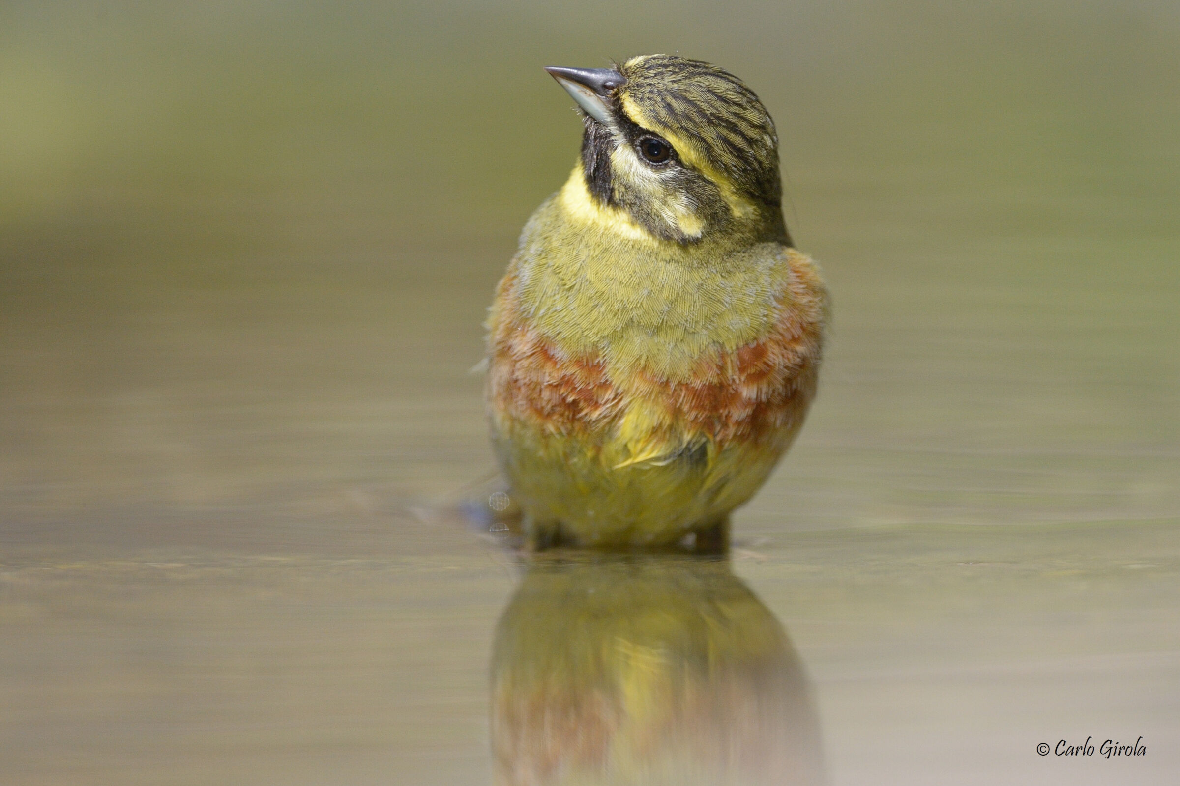 Black Zigolo (Emberiza cirlus)