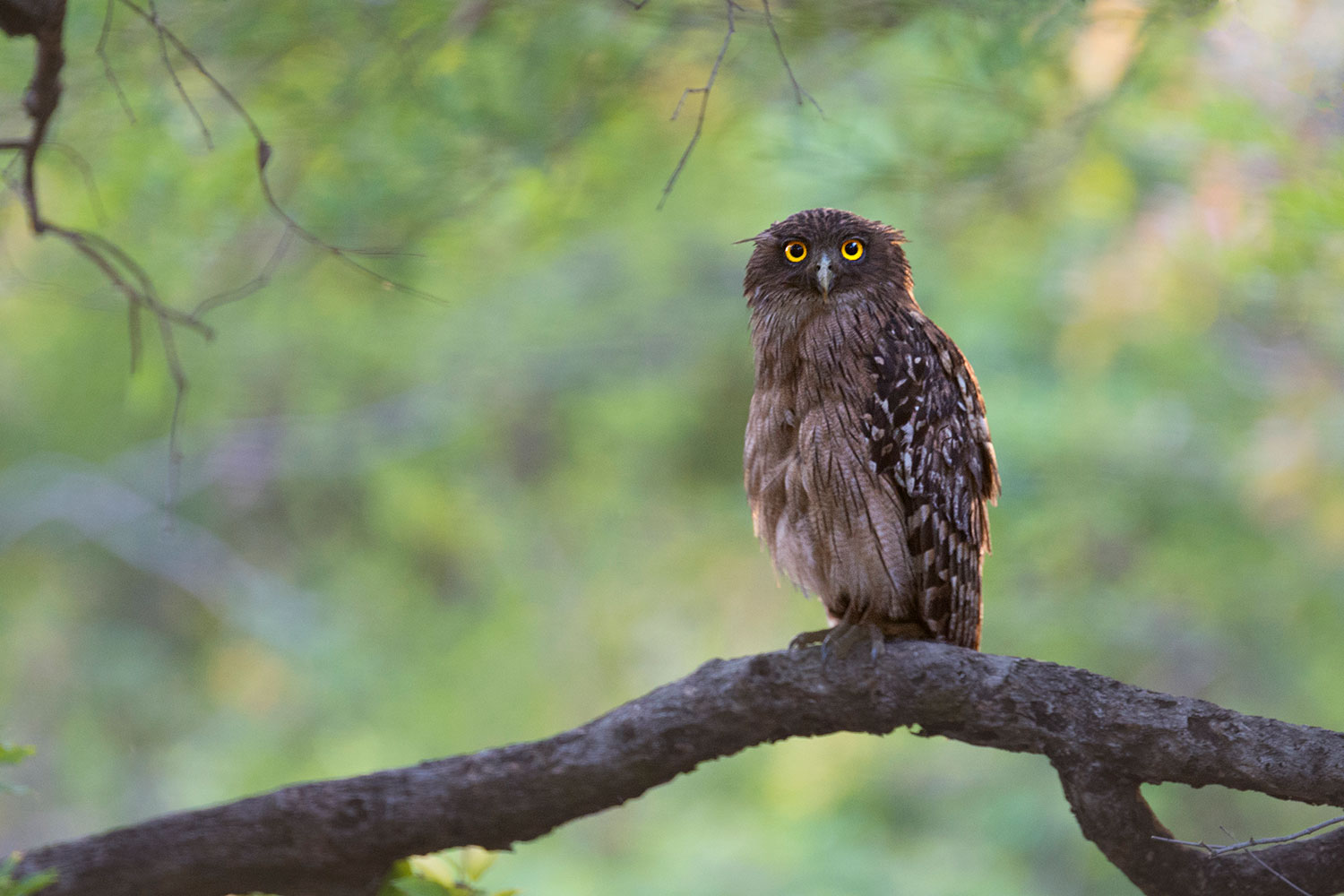 Gufo pescatore bruno