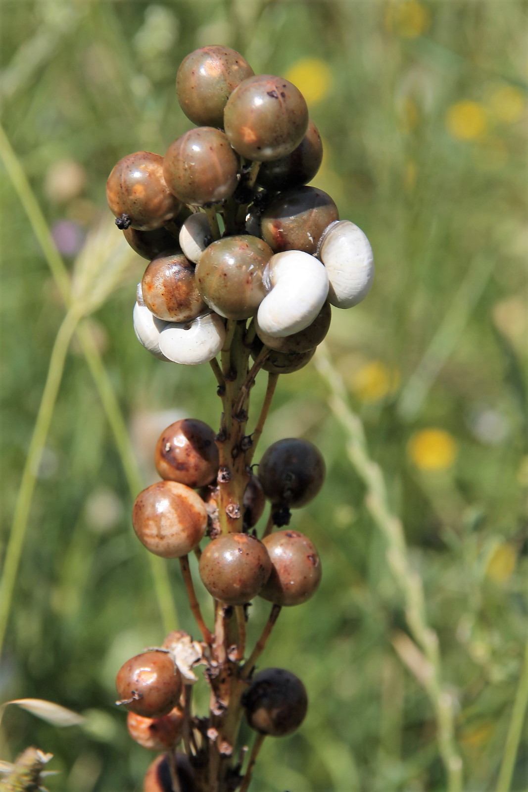 Snail and berries