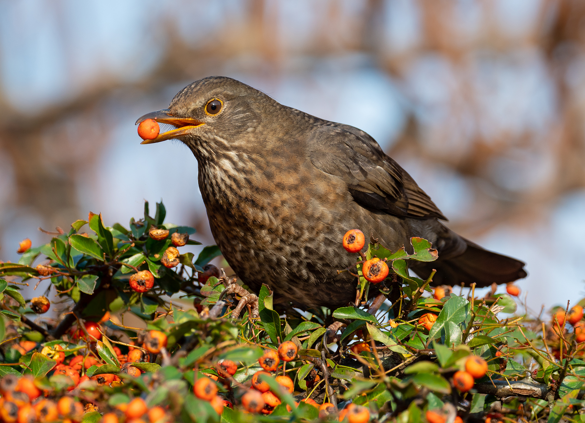 Abbuffarsi di bacche.
