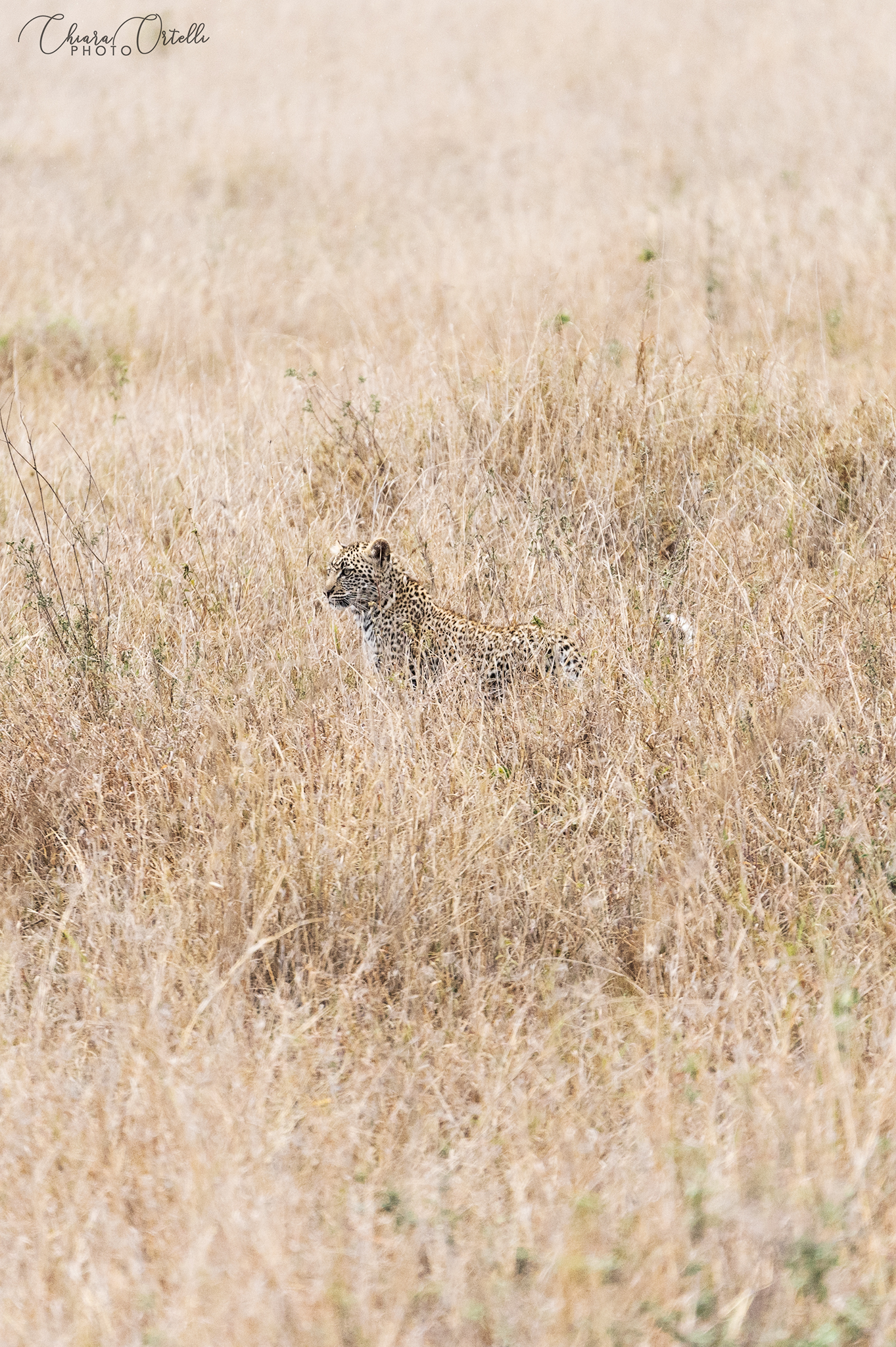 Young Leopard of the Serengeti