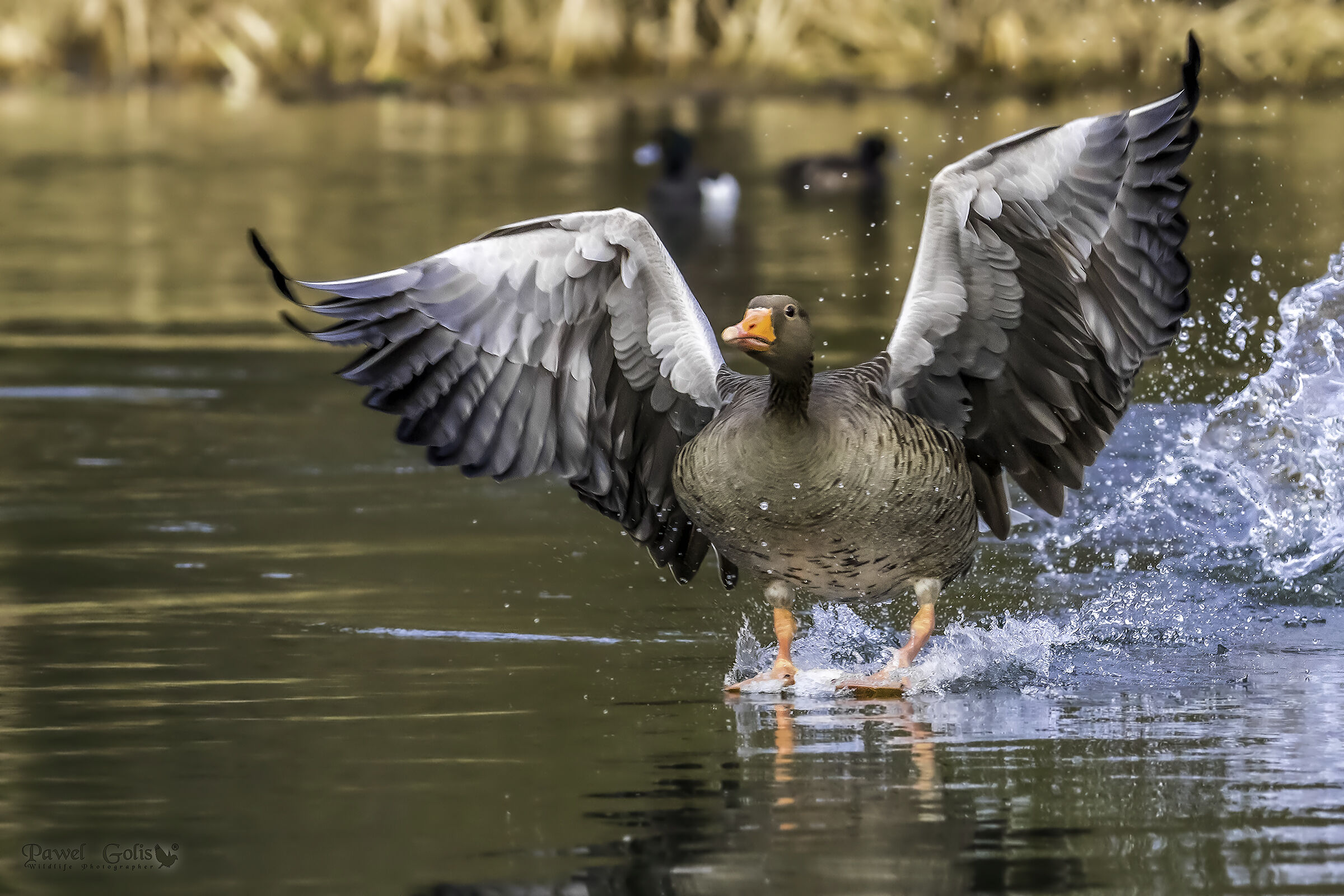 Oca Greylag (Anser anser)