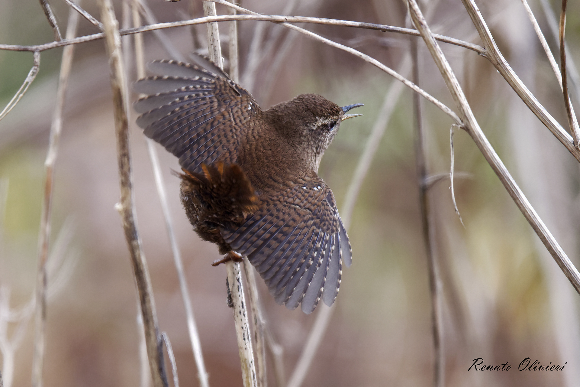 Scricciolo (Troglodytes troglodytes)