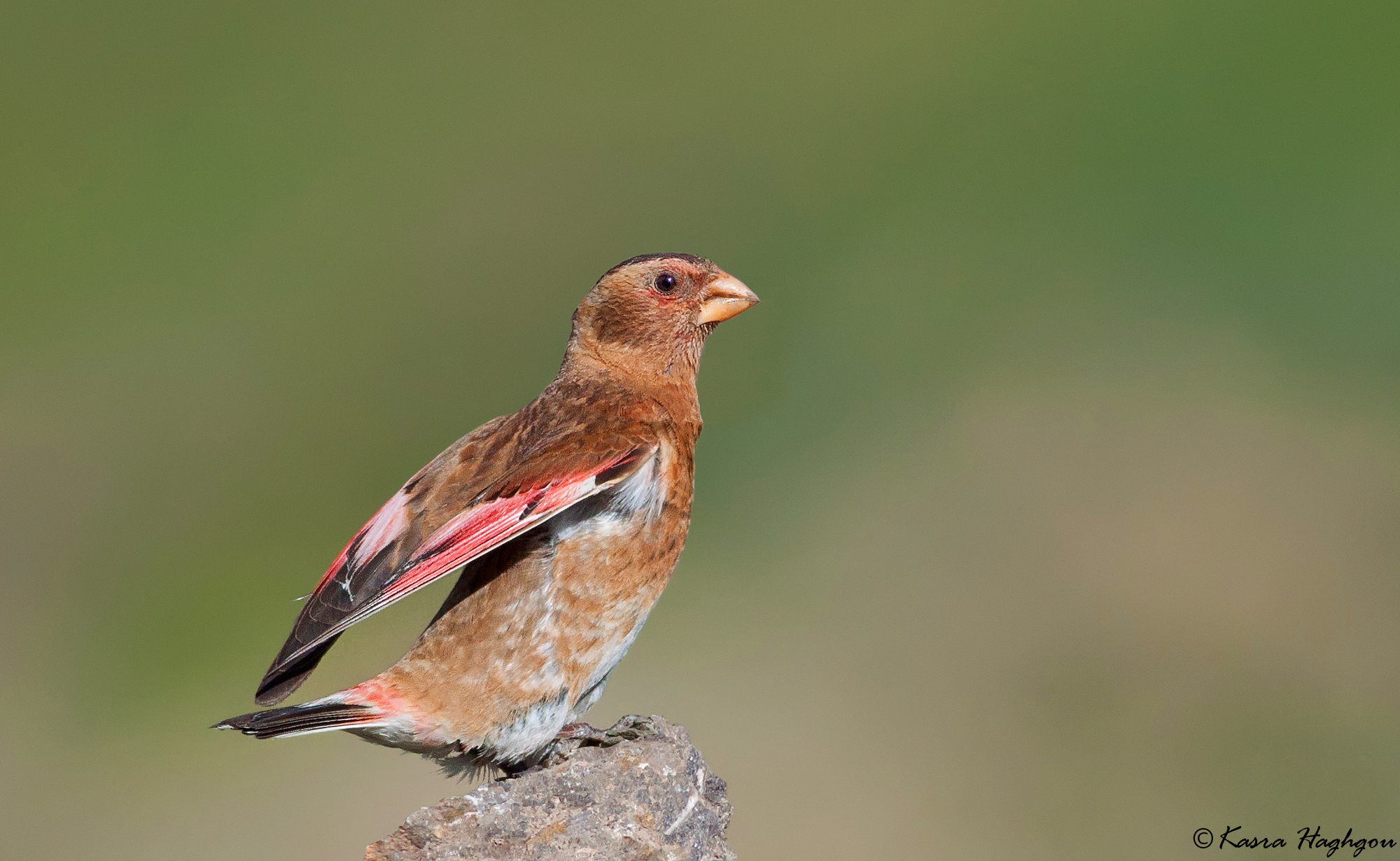 crimson-winged Finch