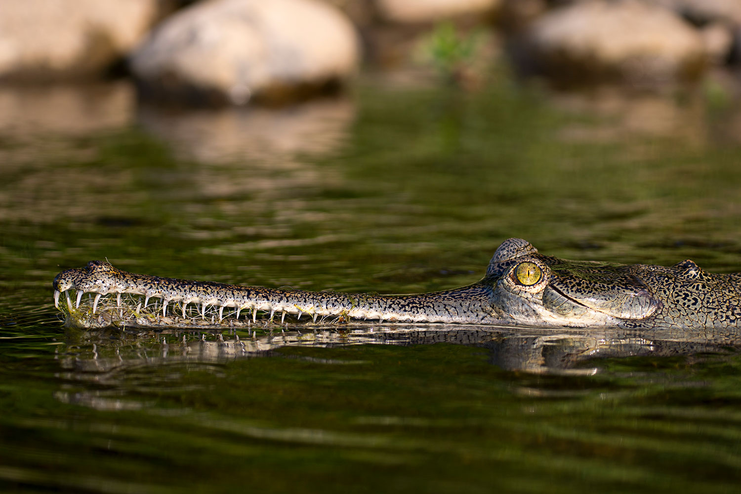 Ritratto di Gaviale del Gange