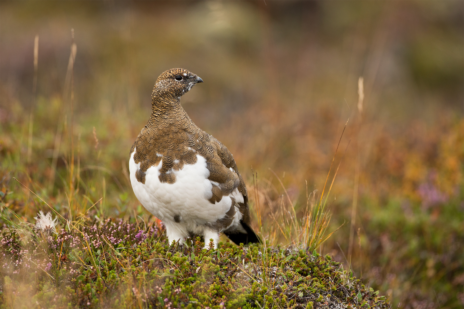Lagopus muta (Rock ptarmigan)