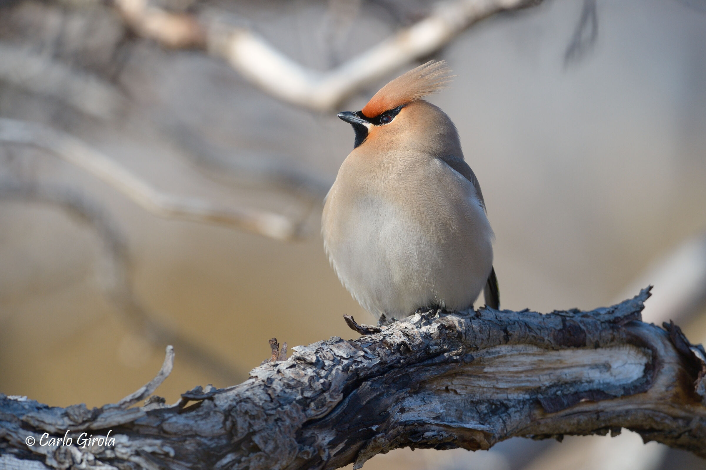 Beccofrusone (Bombycilla garrulus)