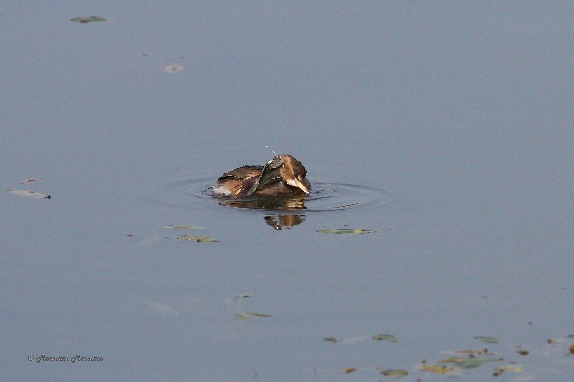 Tuffetto (Tachybaptus ruficollis)