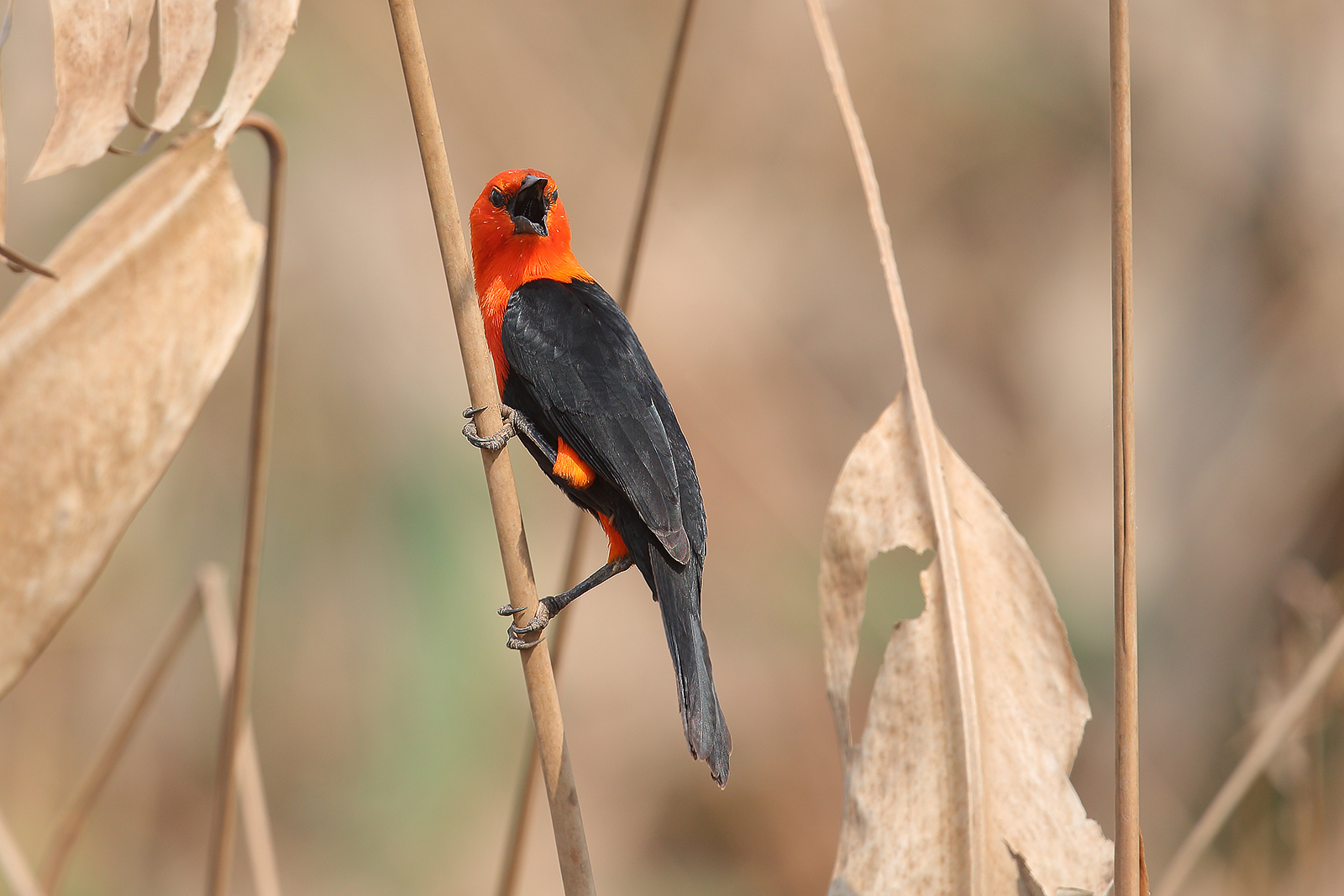 Merlo testa scarlatta ( scarlet headed blackbird)