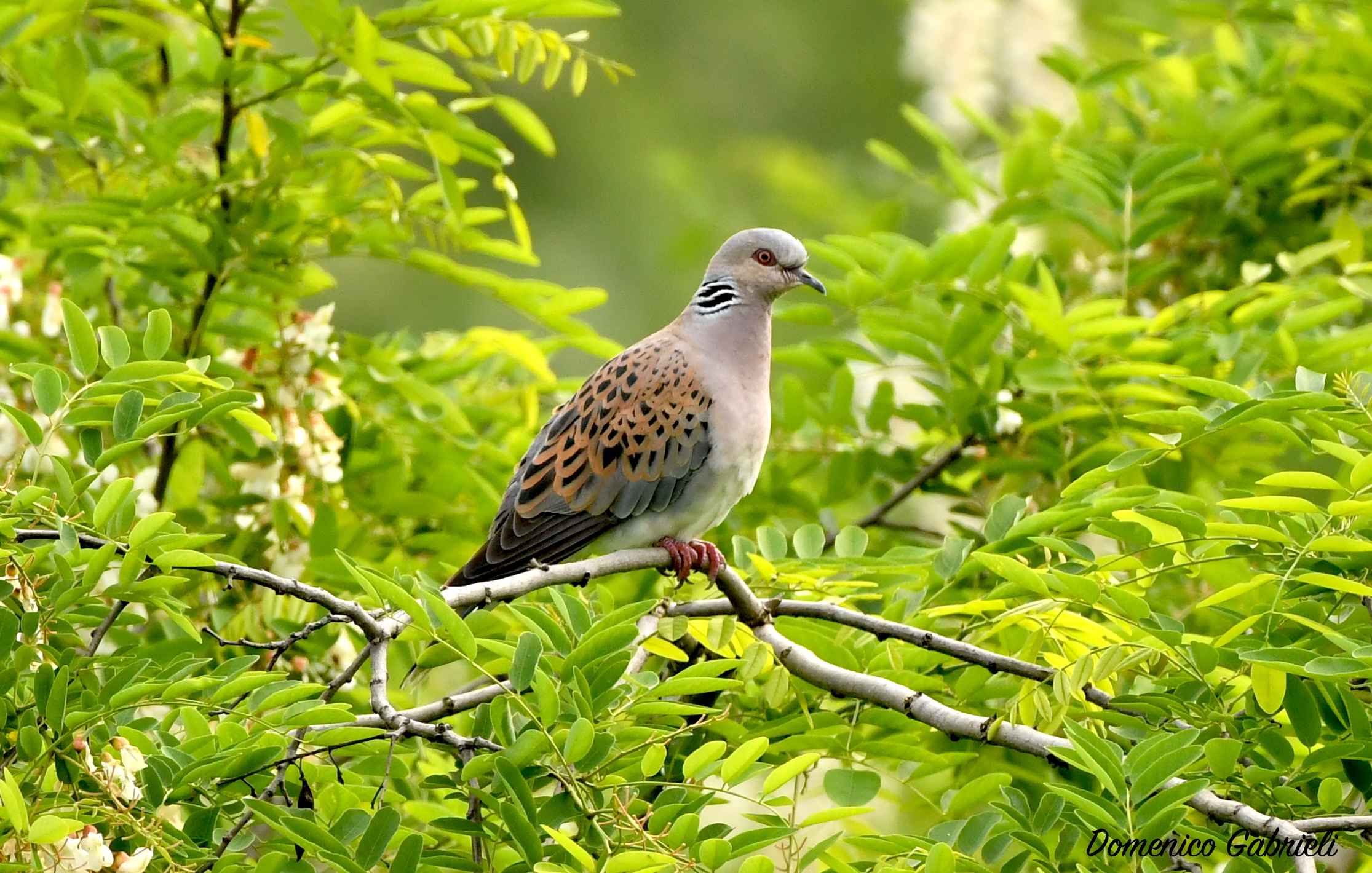 wild dove