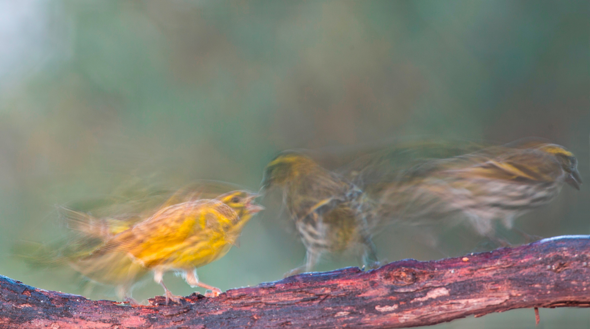 No vabbè Maria, io Esco! - Verzellino vs Lucherino 1-...