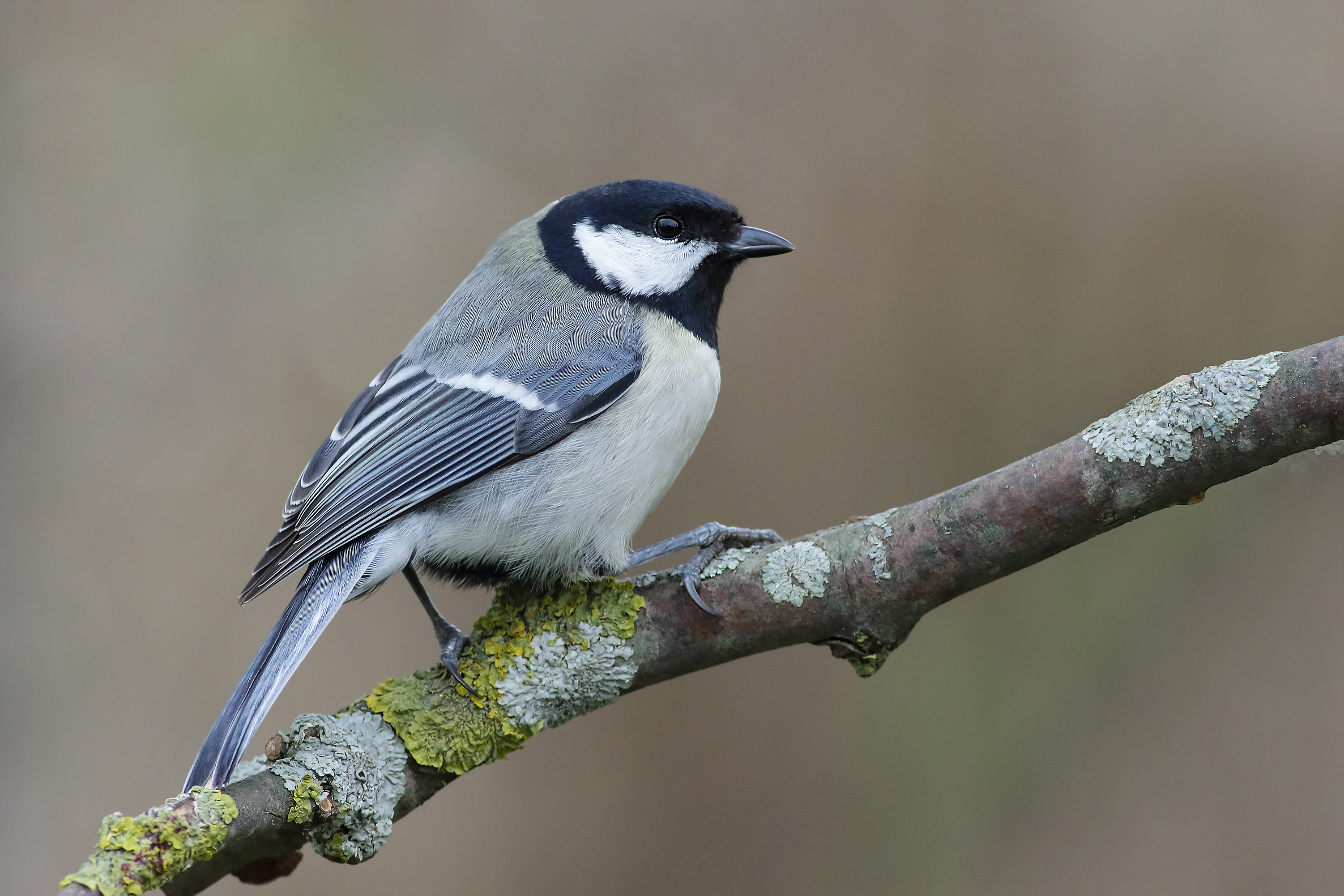Cinciallegra (Parus Major)