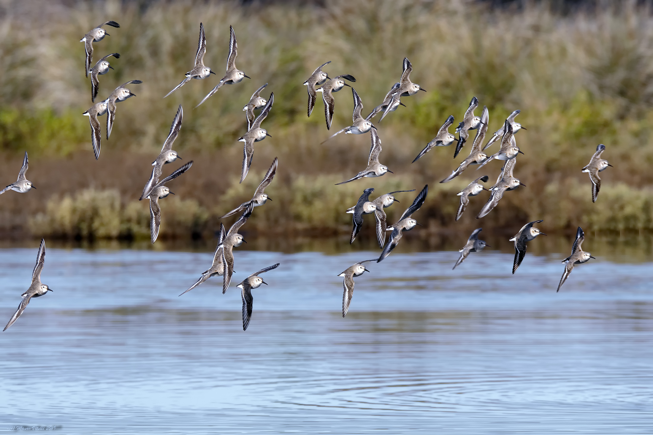 The Turn of the Rains (Calidris ferruginea)