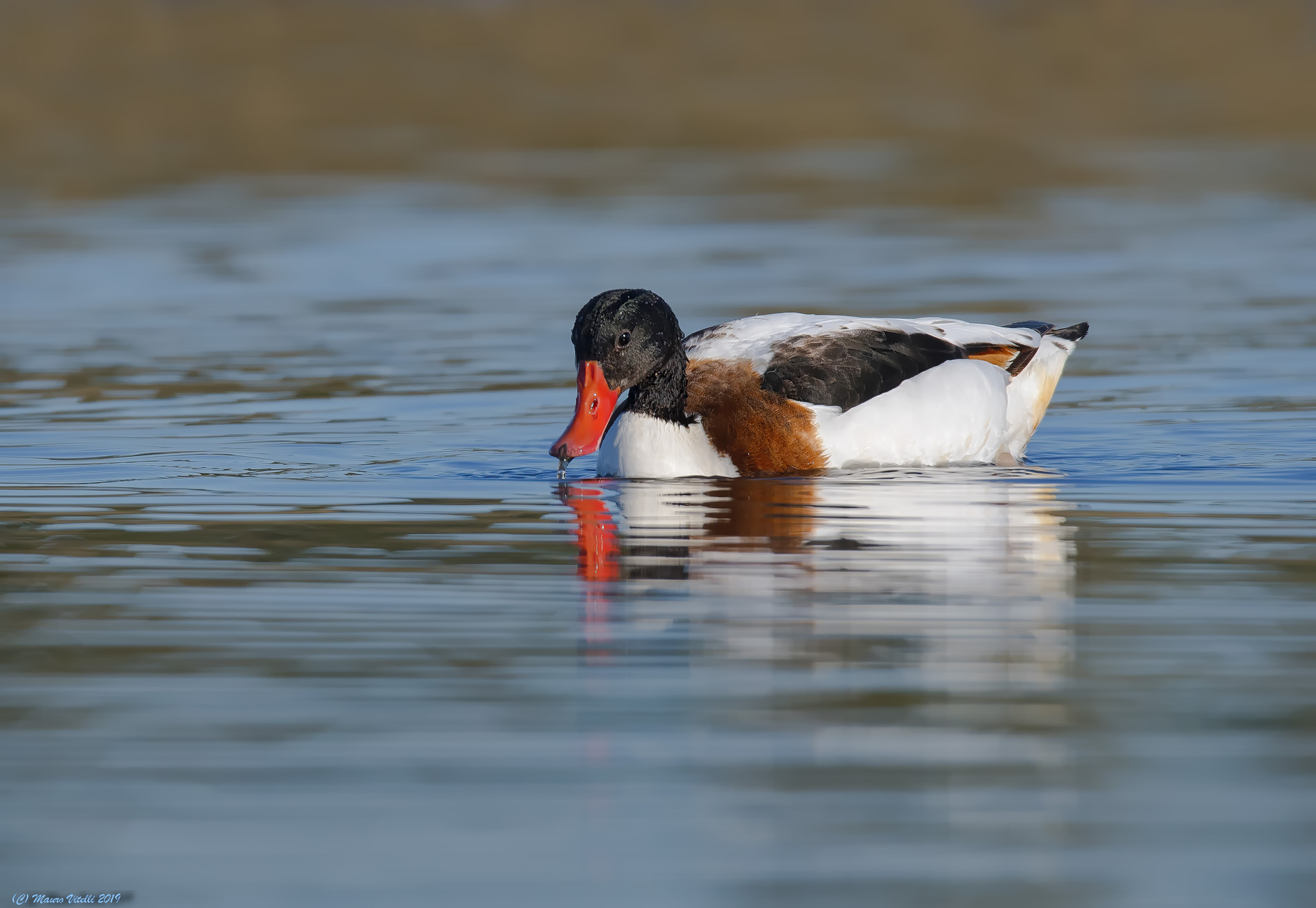 Volpoca (Late LateNa)