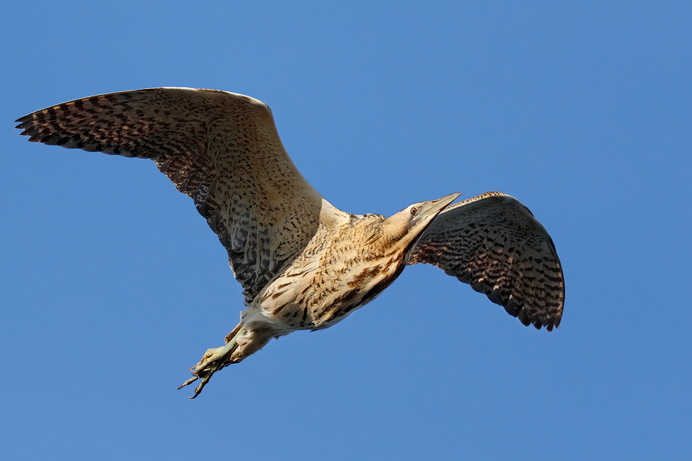 Tarabuso in volo migratorio
