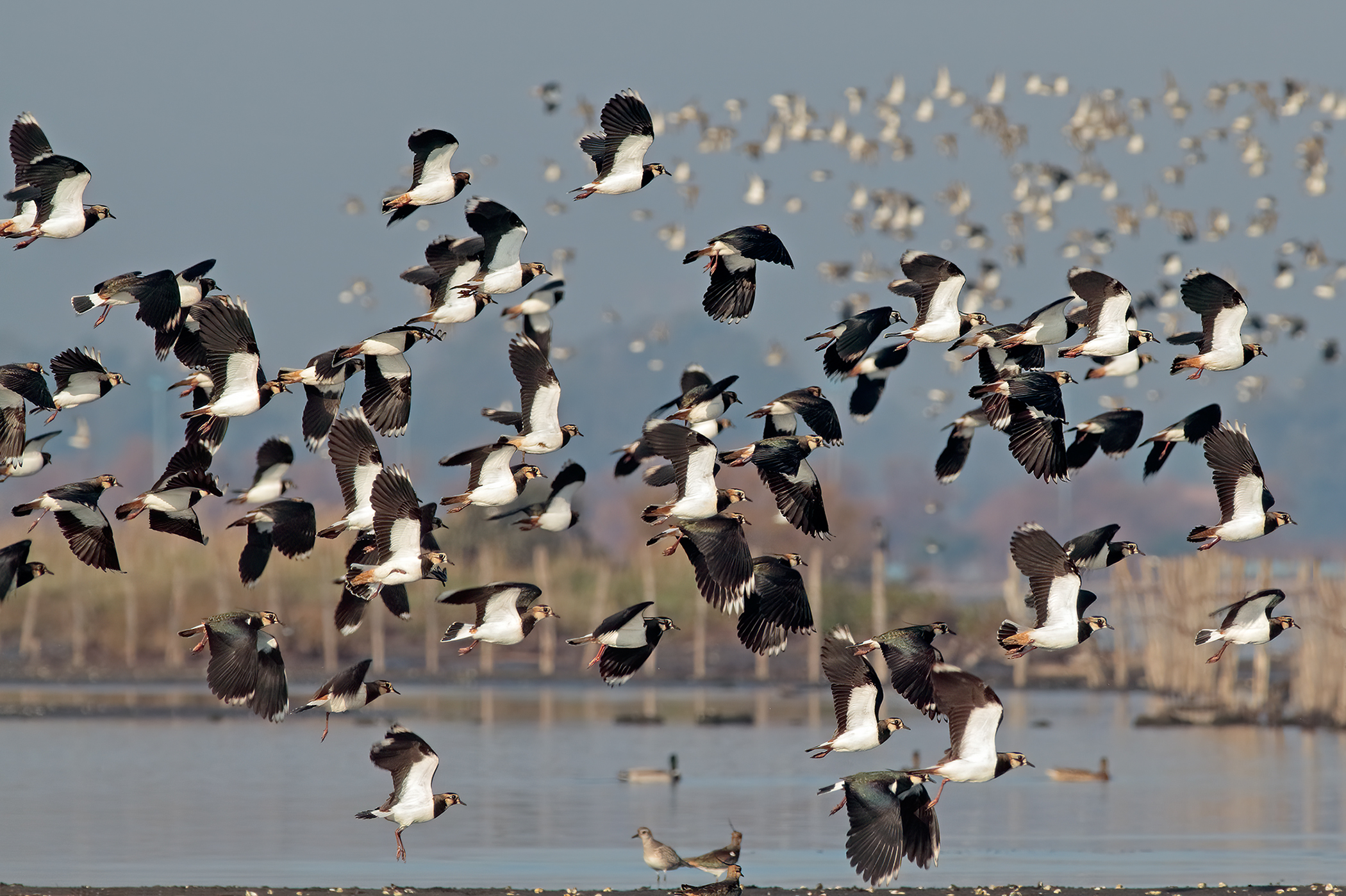 Peacocks and lemonels in flight