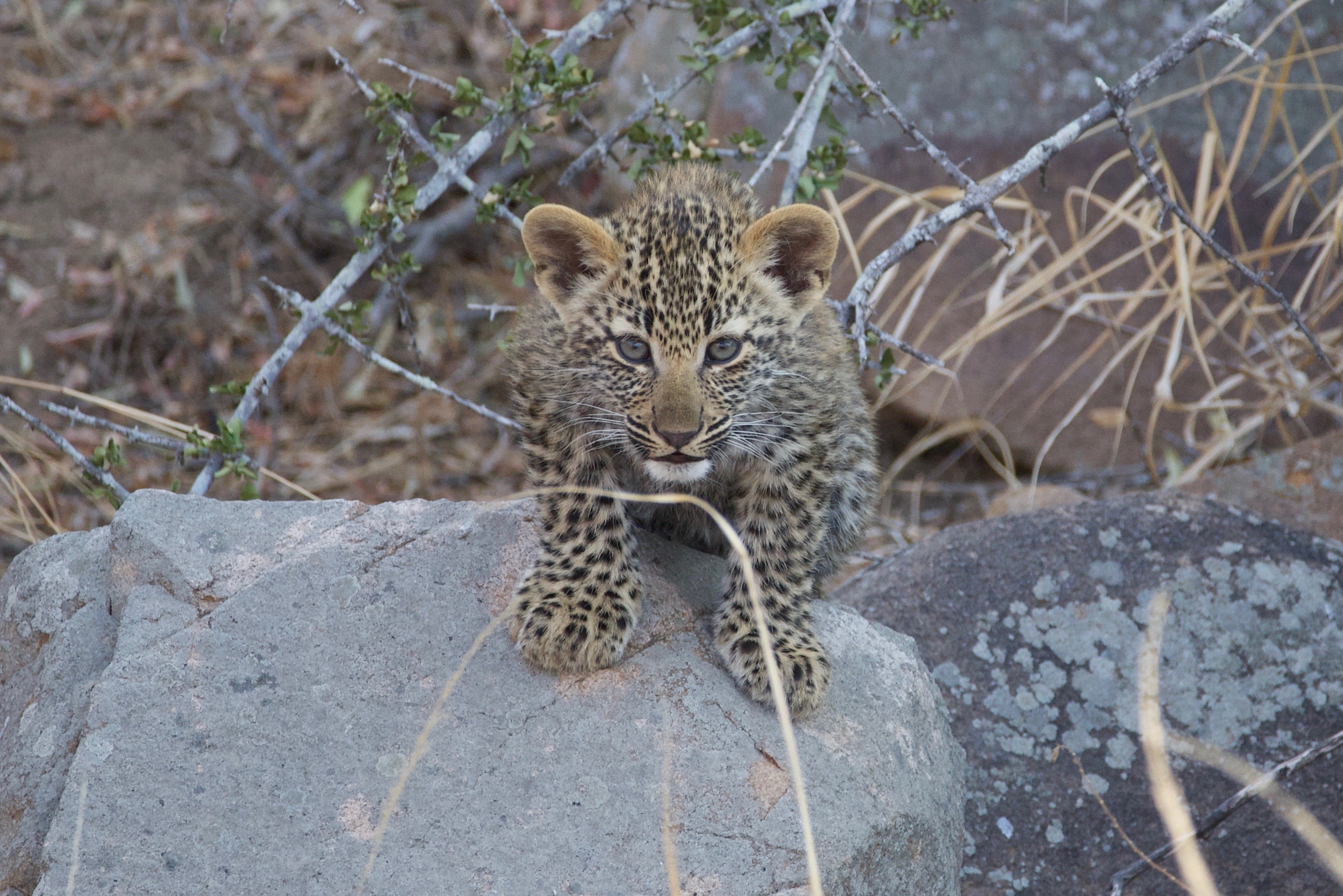 Leopard Puppy