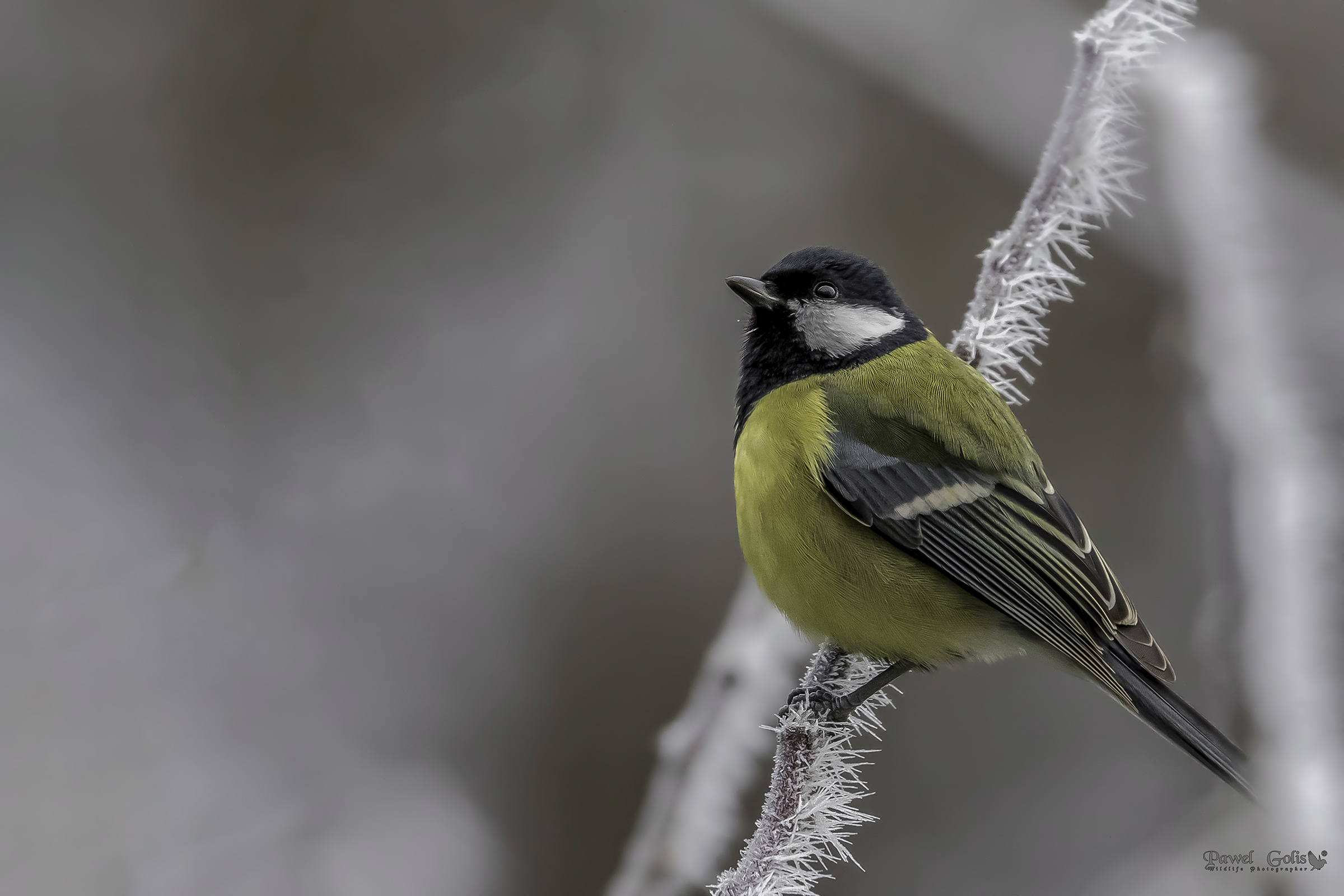 La grande tit (Parus major)
