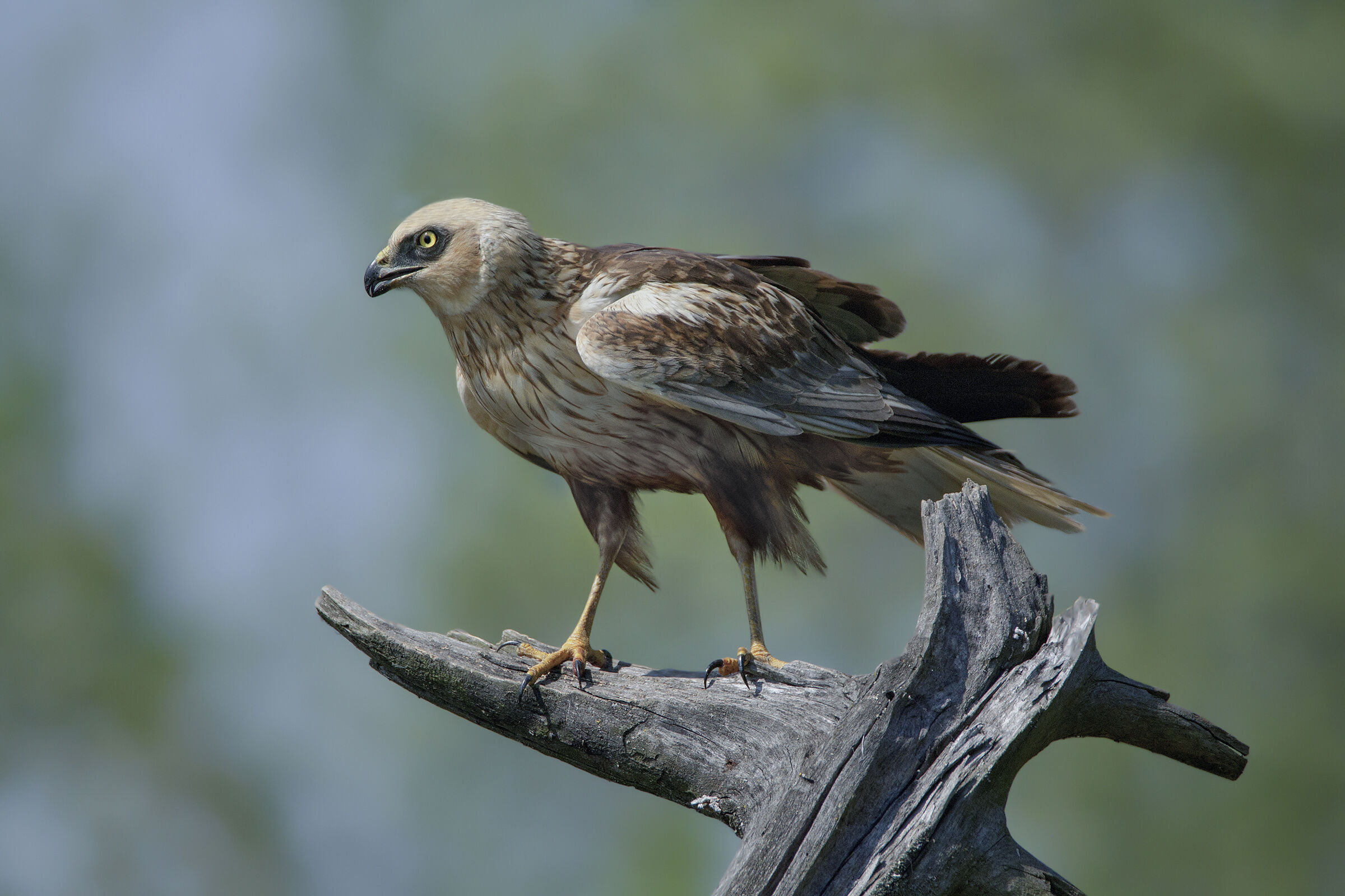 Male Swamp Falcon 3