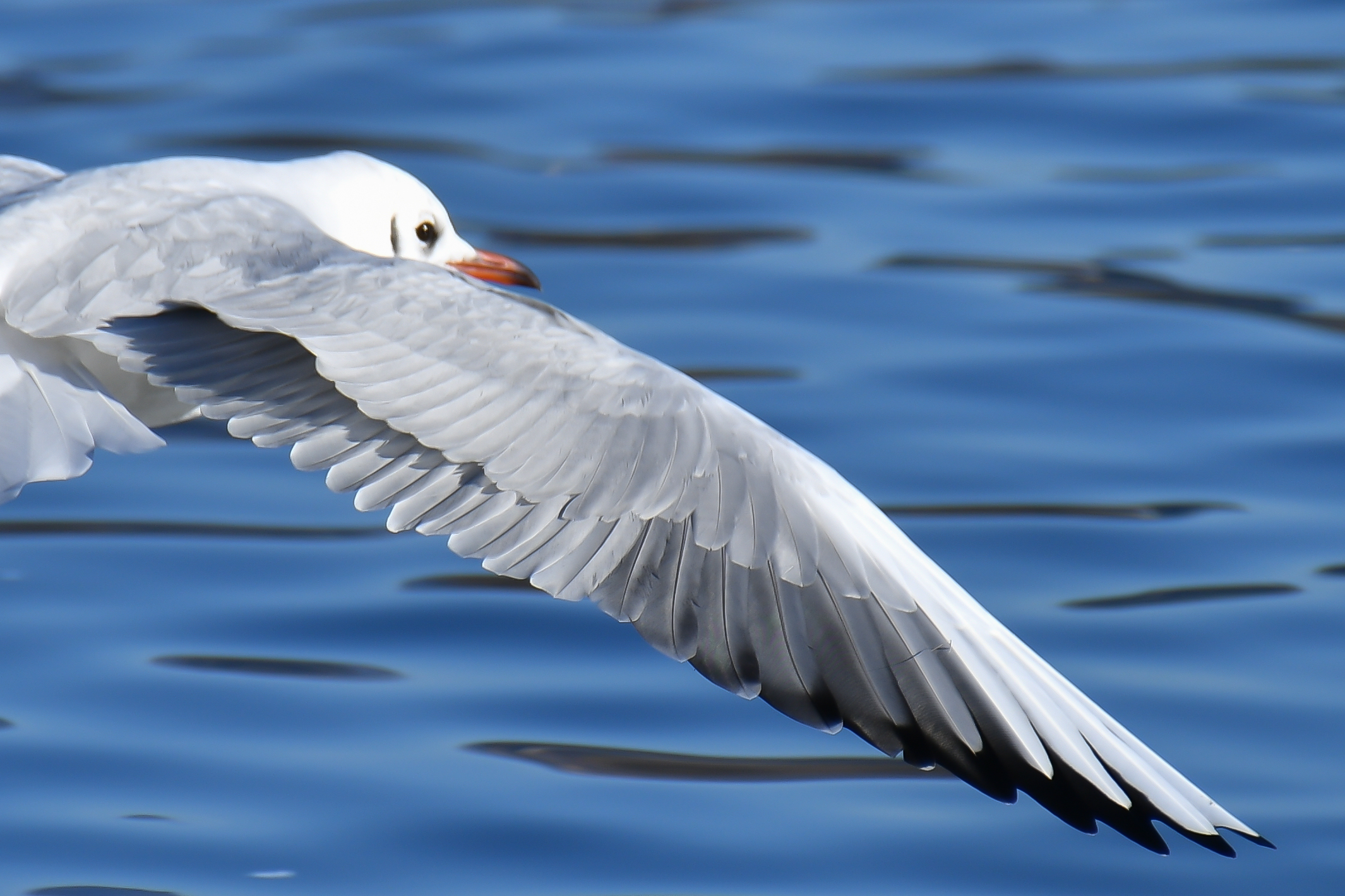 On the back of the seagull