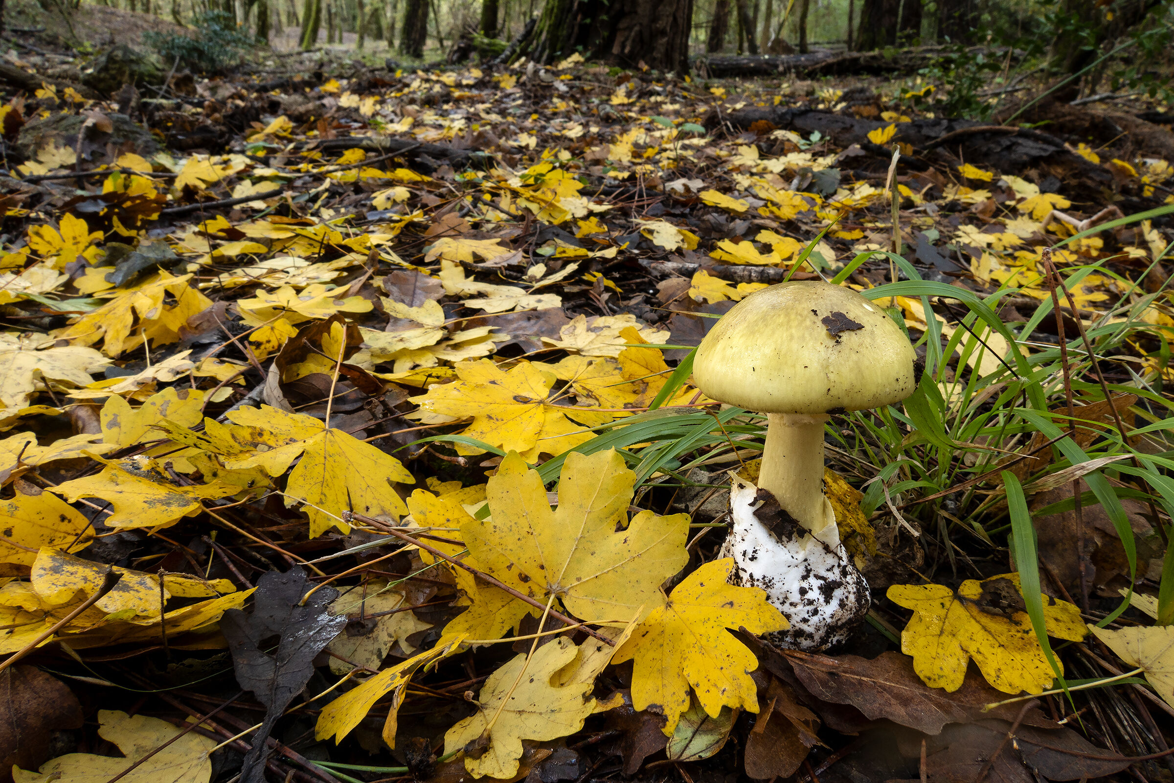 Amanita phalloides