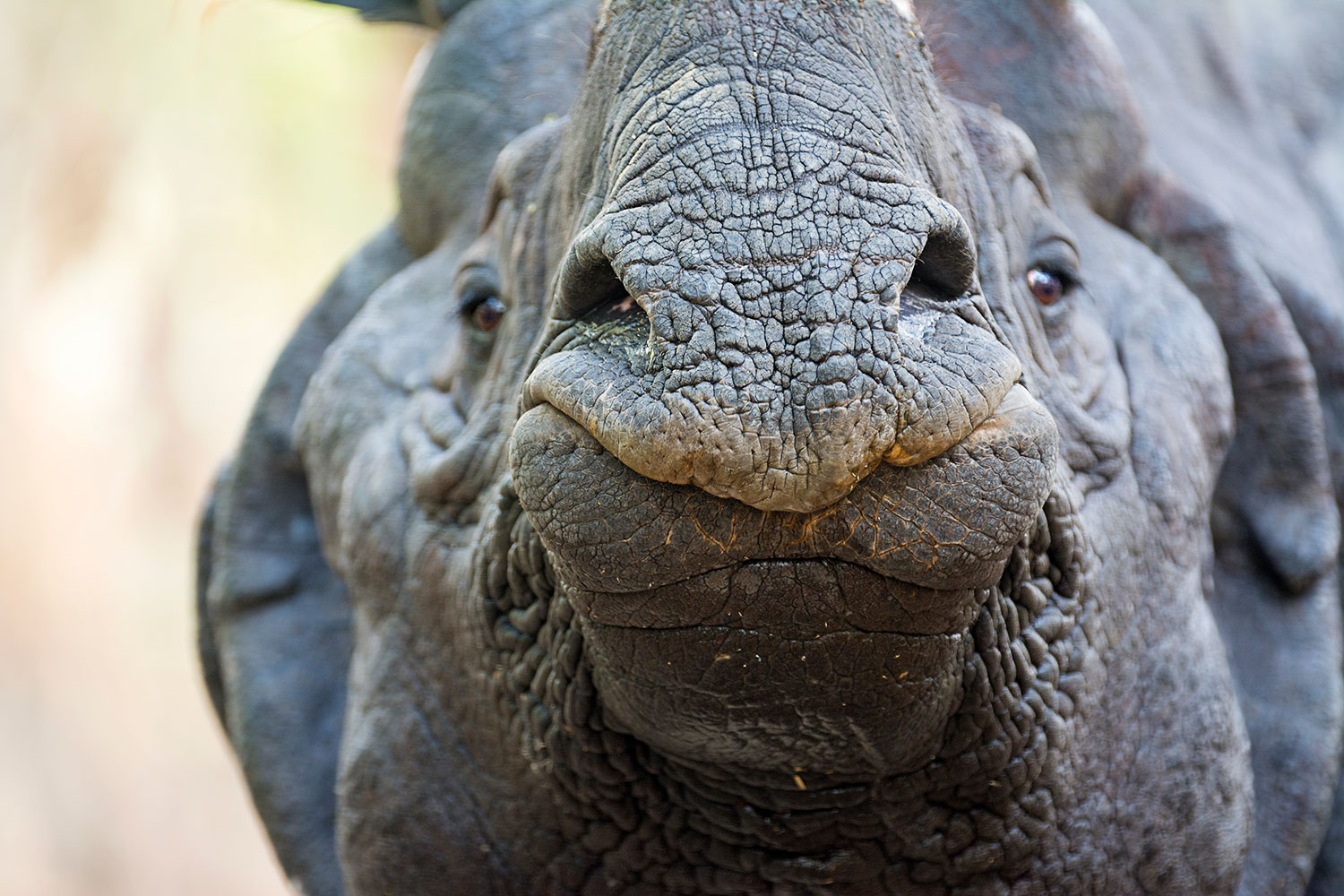 Ritratto stretto di rinoceronte indiano