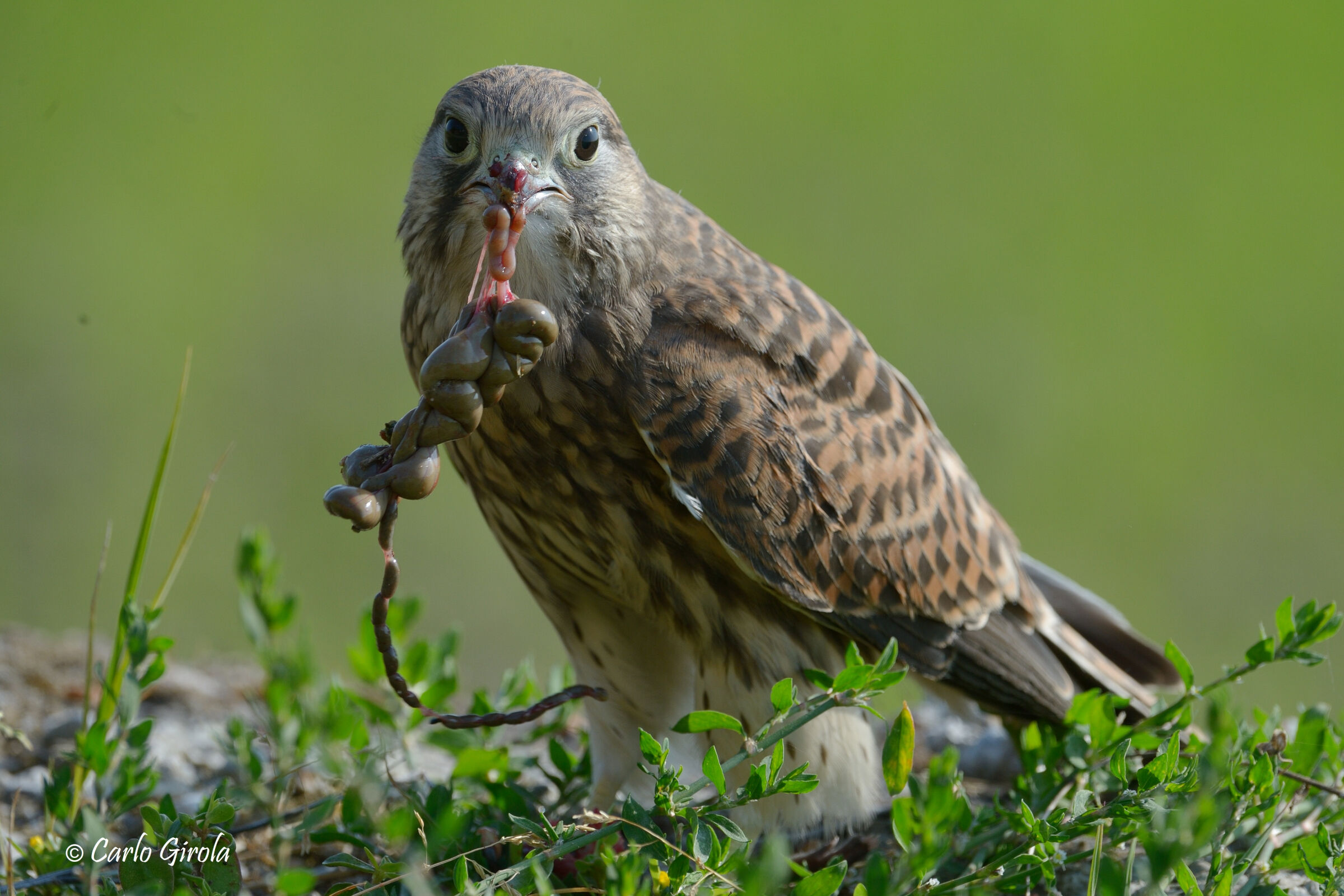 Gheppio (Falco tinnunculus)