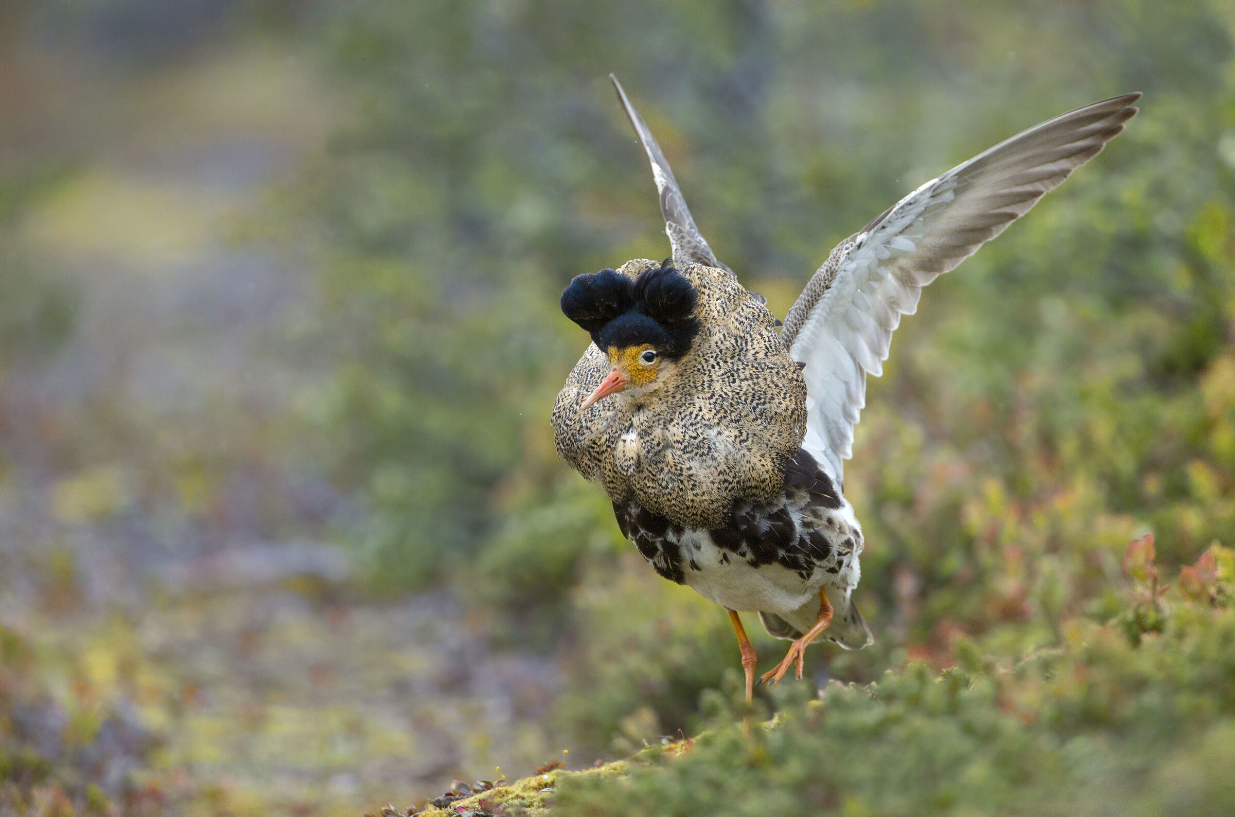 fighter on impressionist background