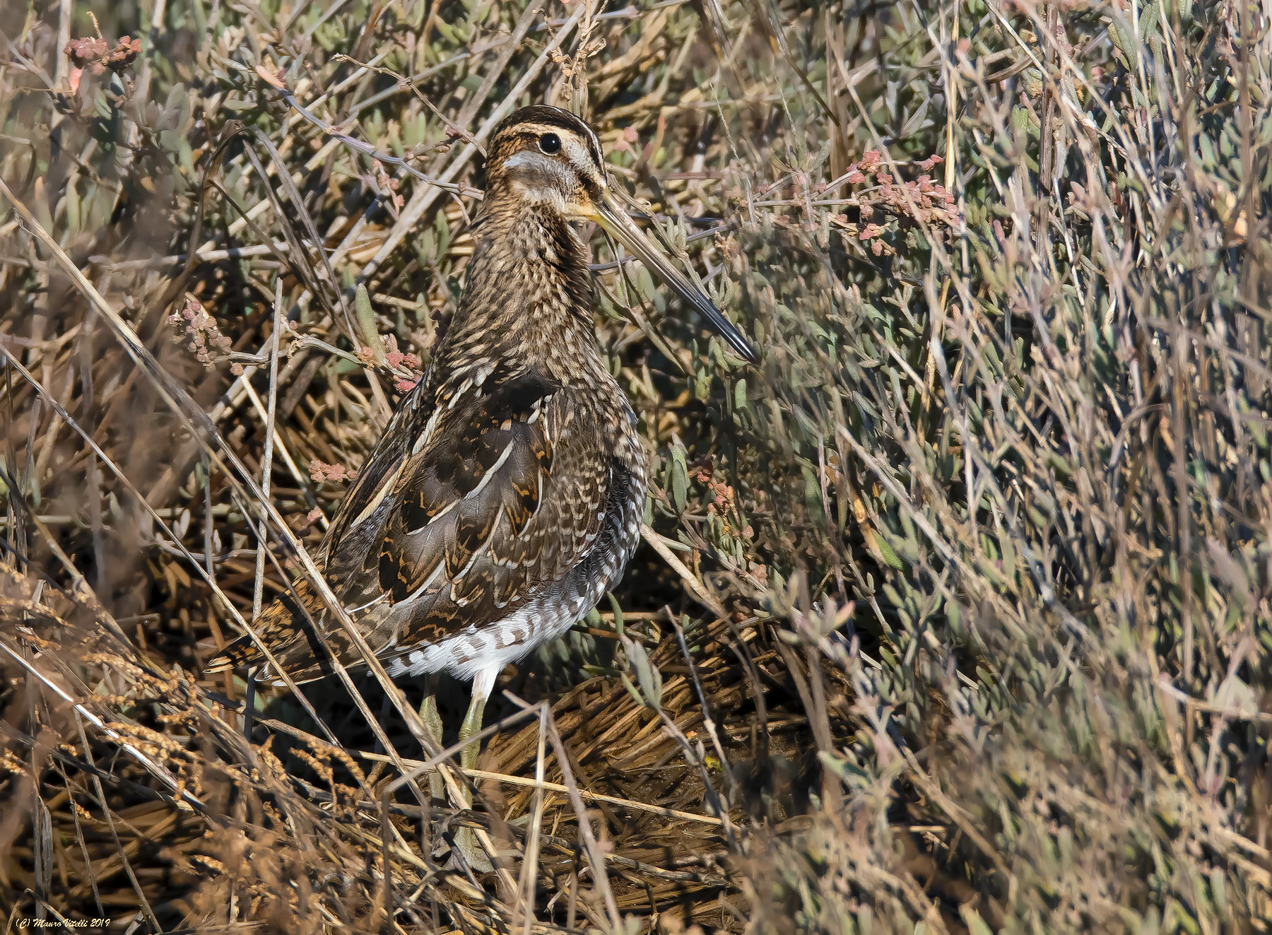 Camouflage (Beccaccino) Gallinago Gallinago)