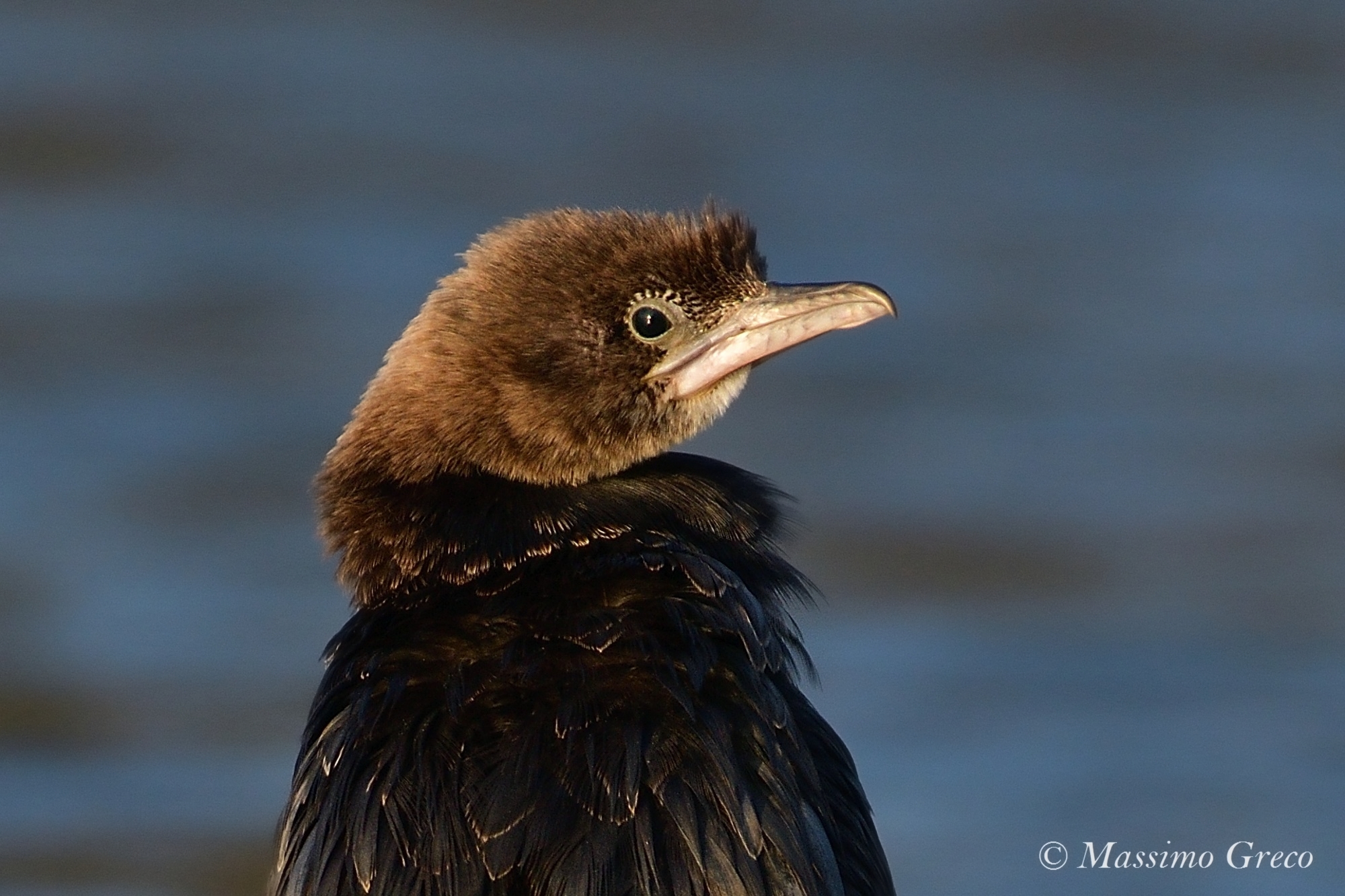 Minor Marangone (Microcarbo pygmeus)